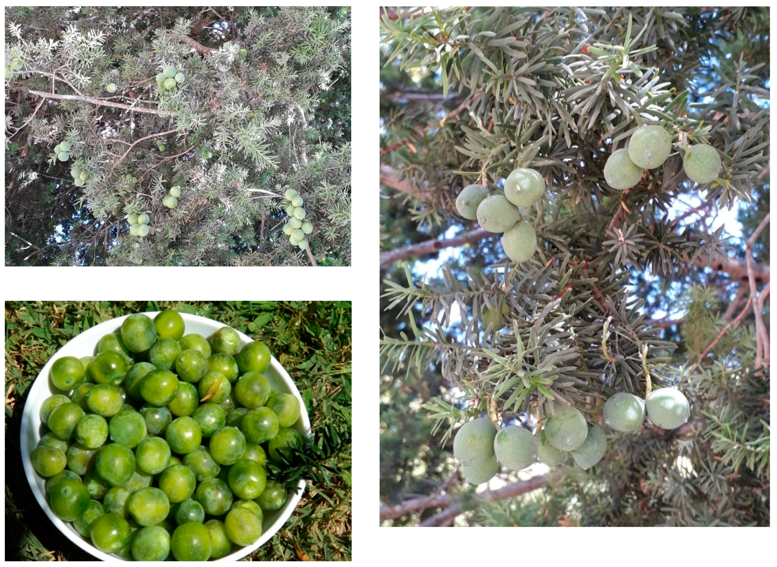 Molecules 24 04028 g001 Molecules 24 04028 g001