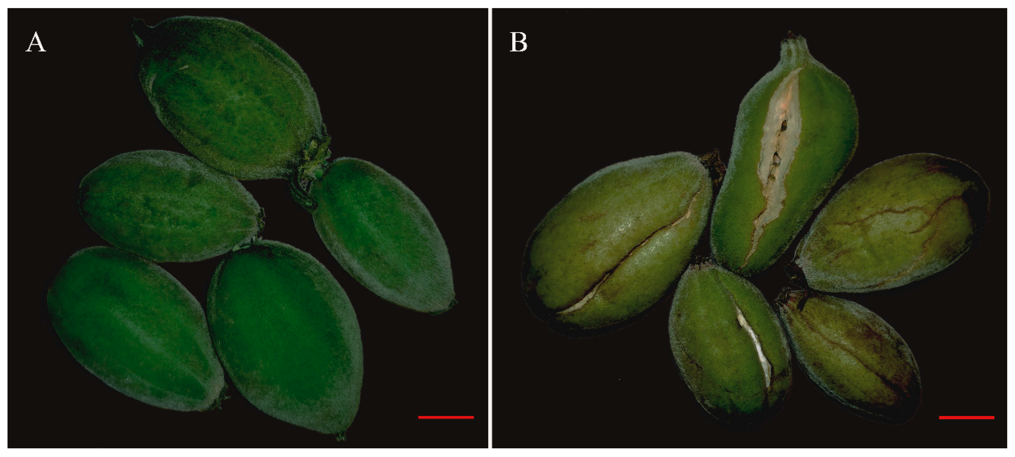 Molecules Free FullText Effects of Forchlorfenuron on the