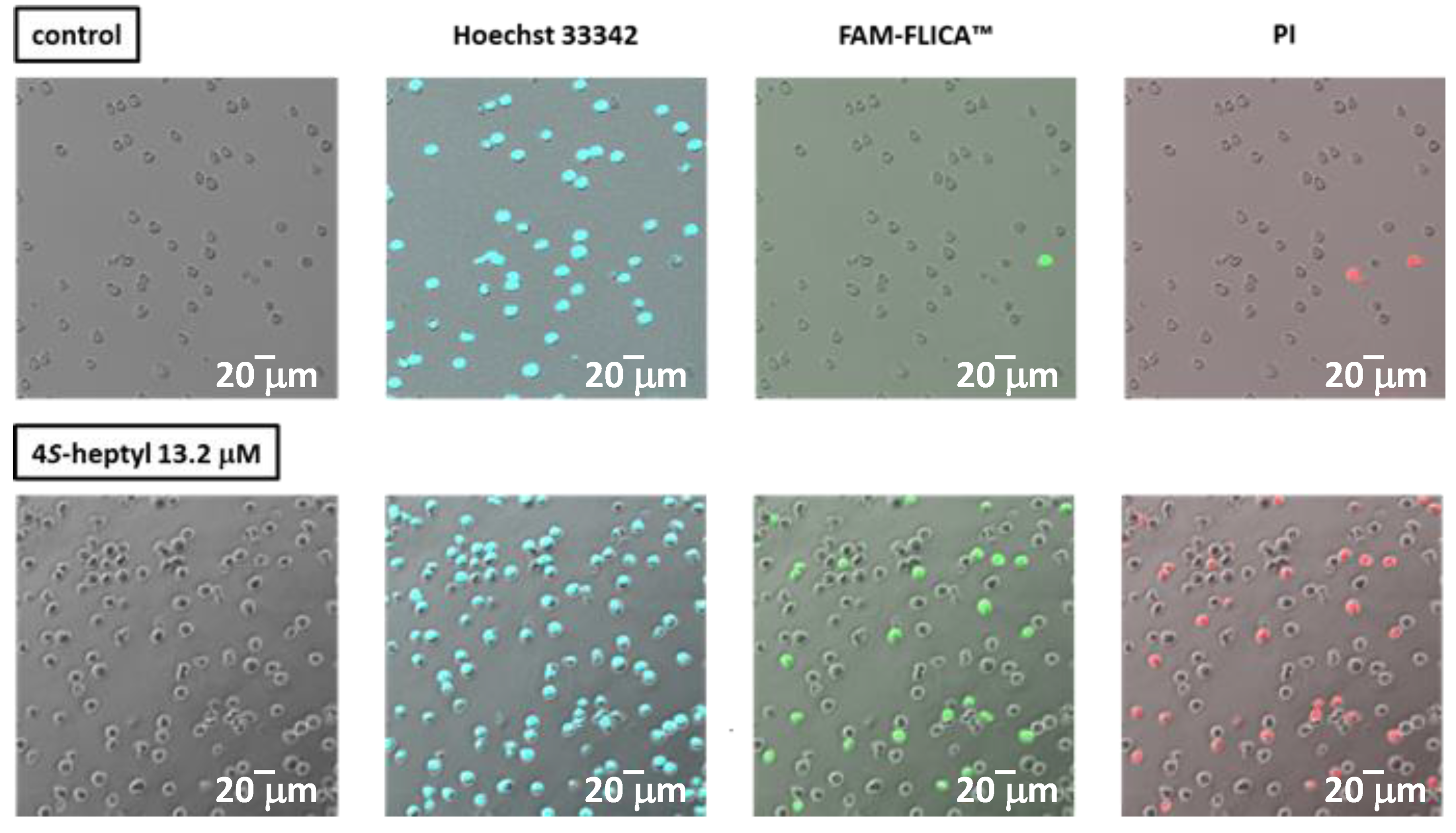 Molecules 24 04081 g003 Molecules 24 04081 g003