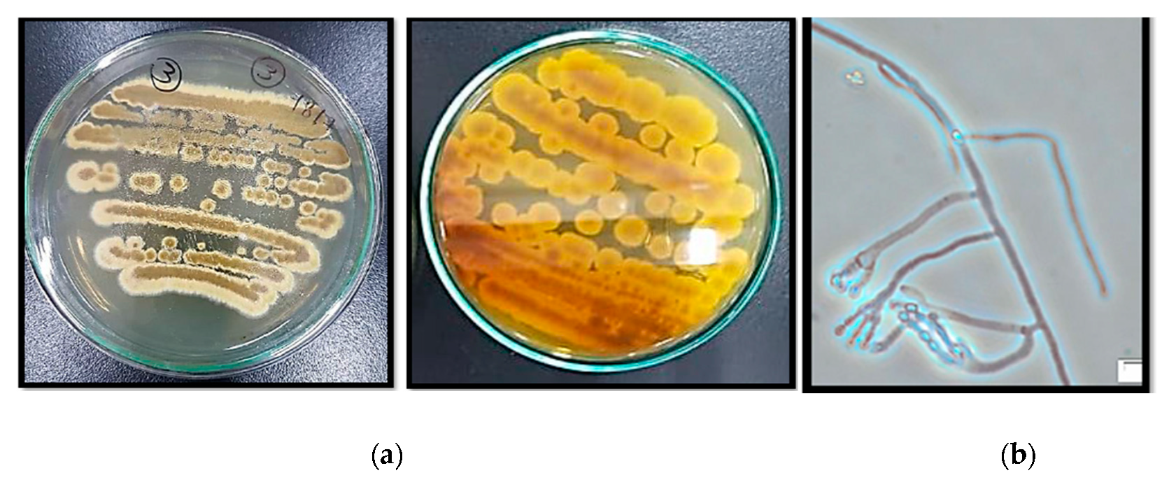 Molecules 24 04118 g001 Molecules 24 04118 g001