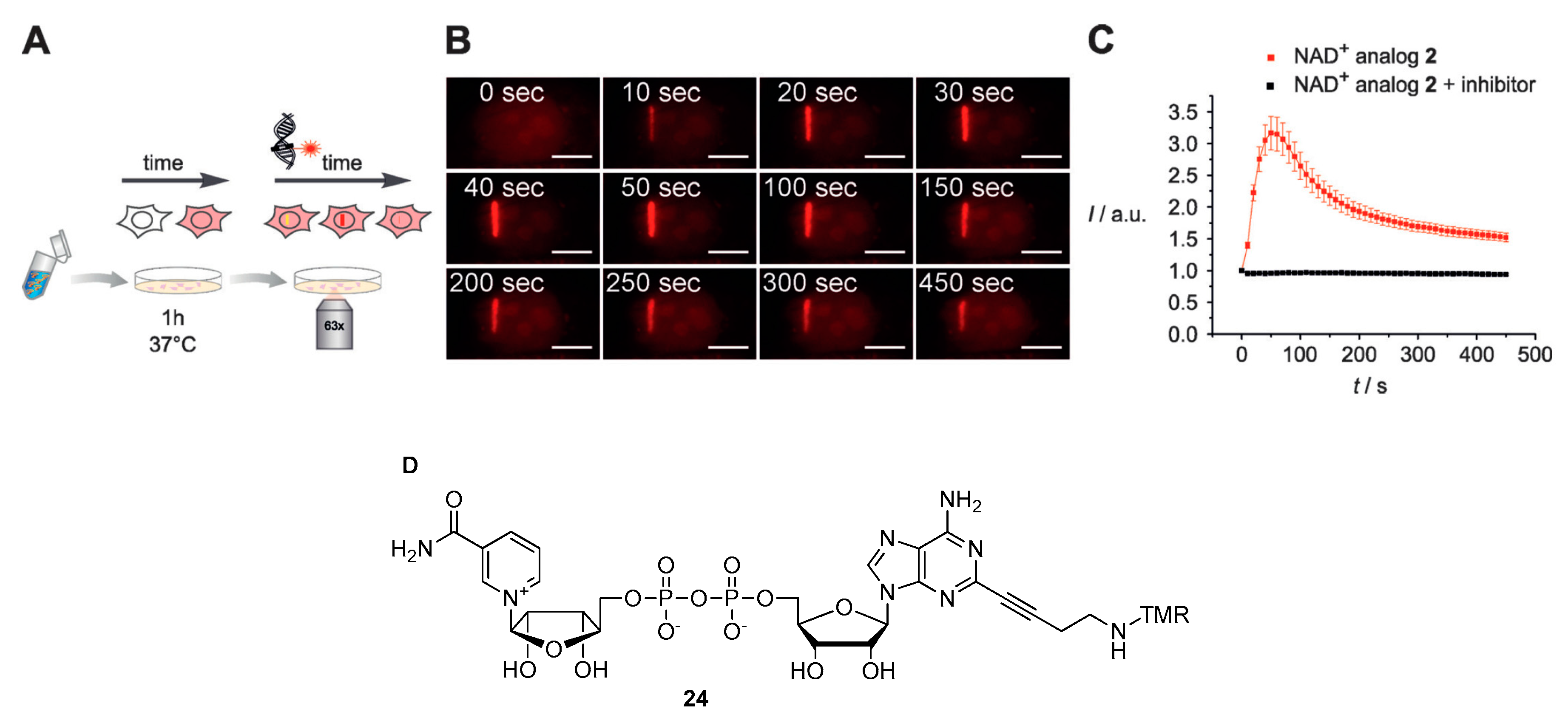 Molecules 24 04187 g004 Molecules 24 04187 g004