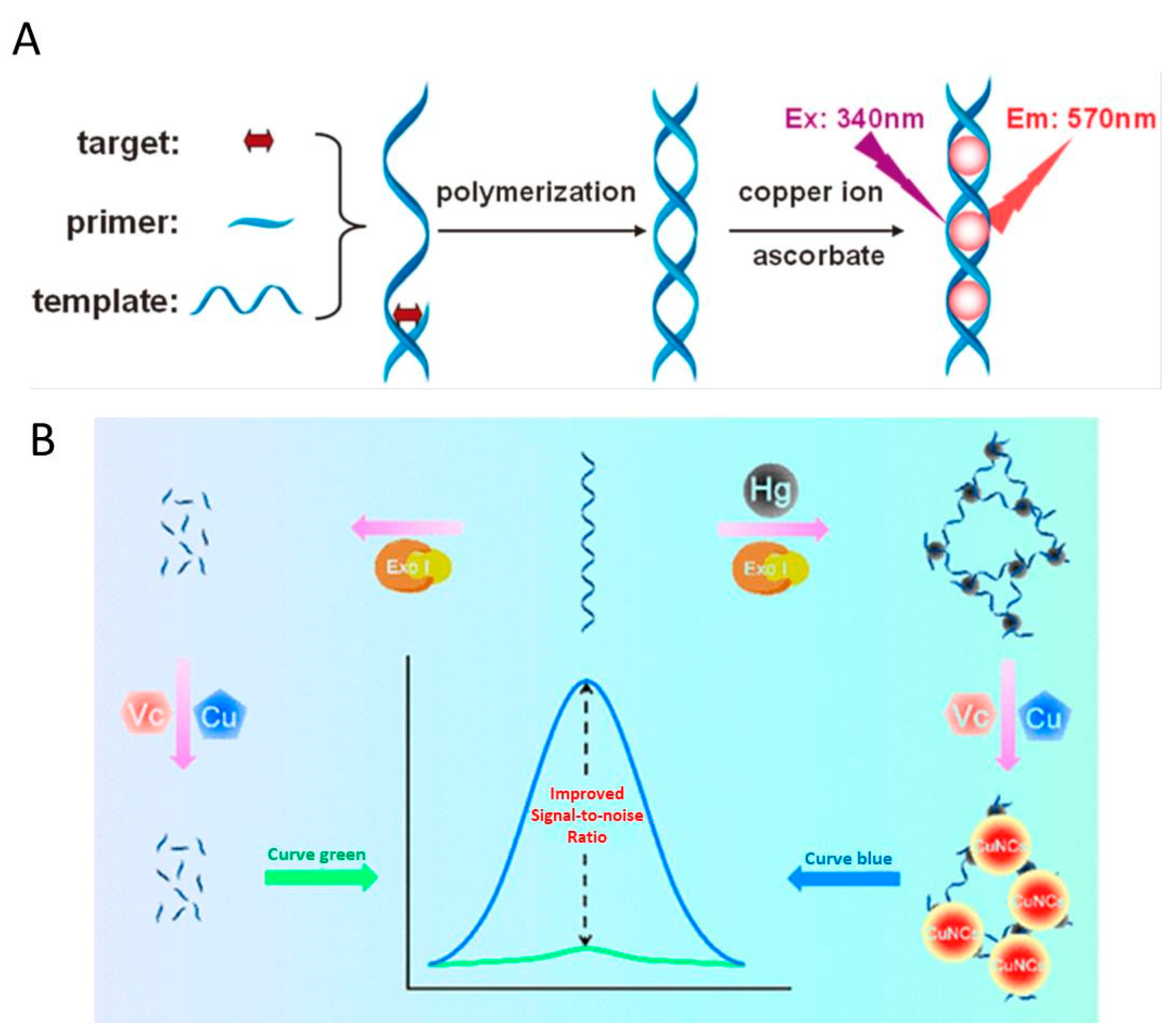Molecules Free FullText DNATemplated Fluorescent Nanoclusters for