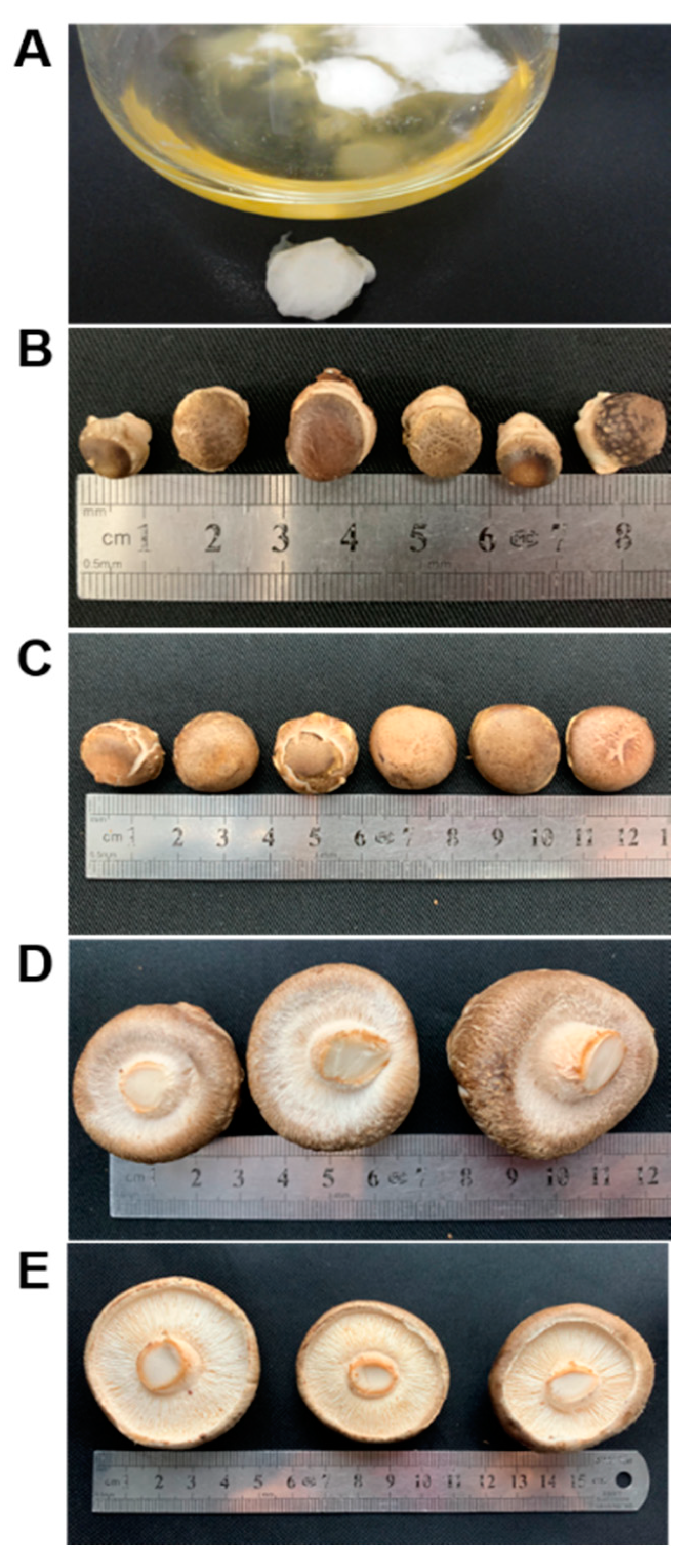 Molecules 24 04203 g006 Molecules 24 04203 g006