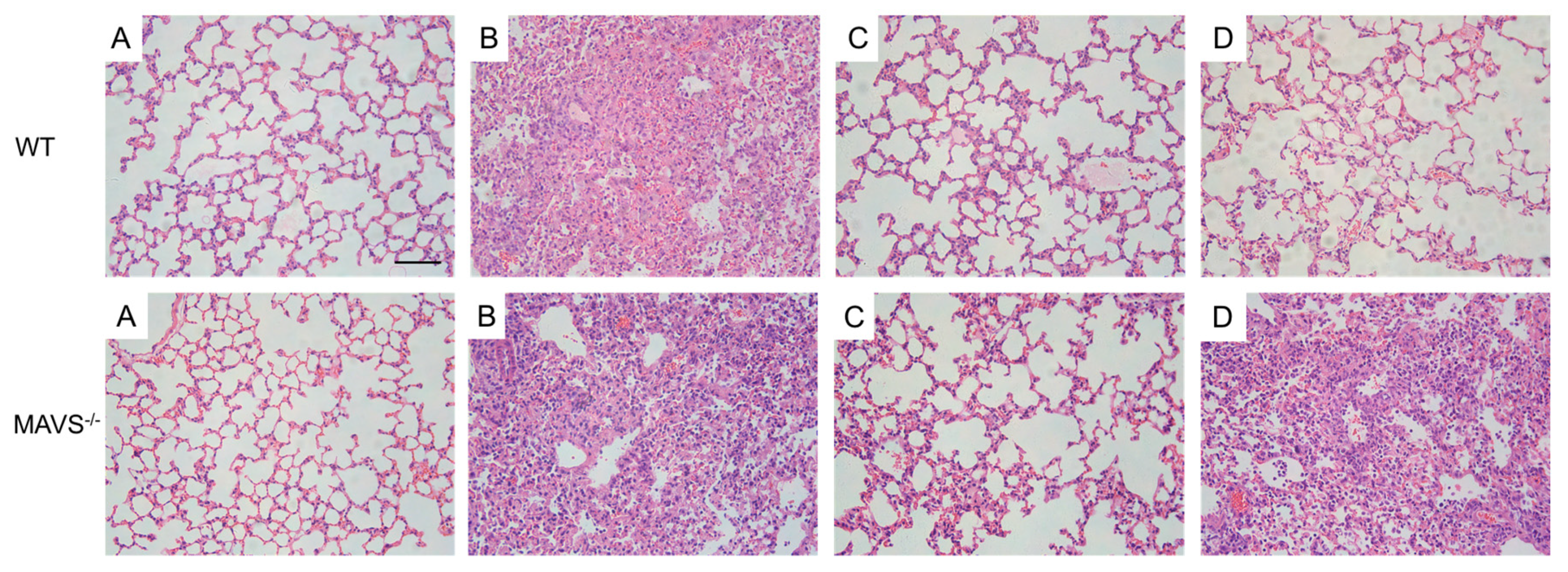 Molecules 24 04219 g004