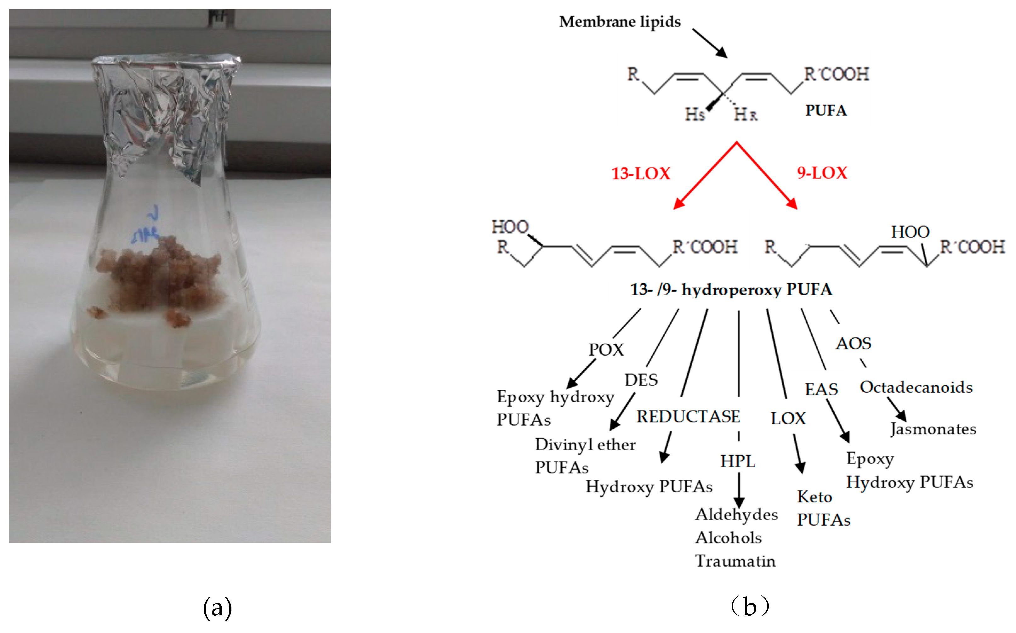 Molecules 24 04268 g001 Molecules 24 04268 g001
