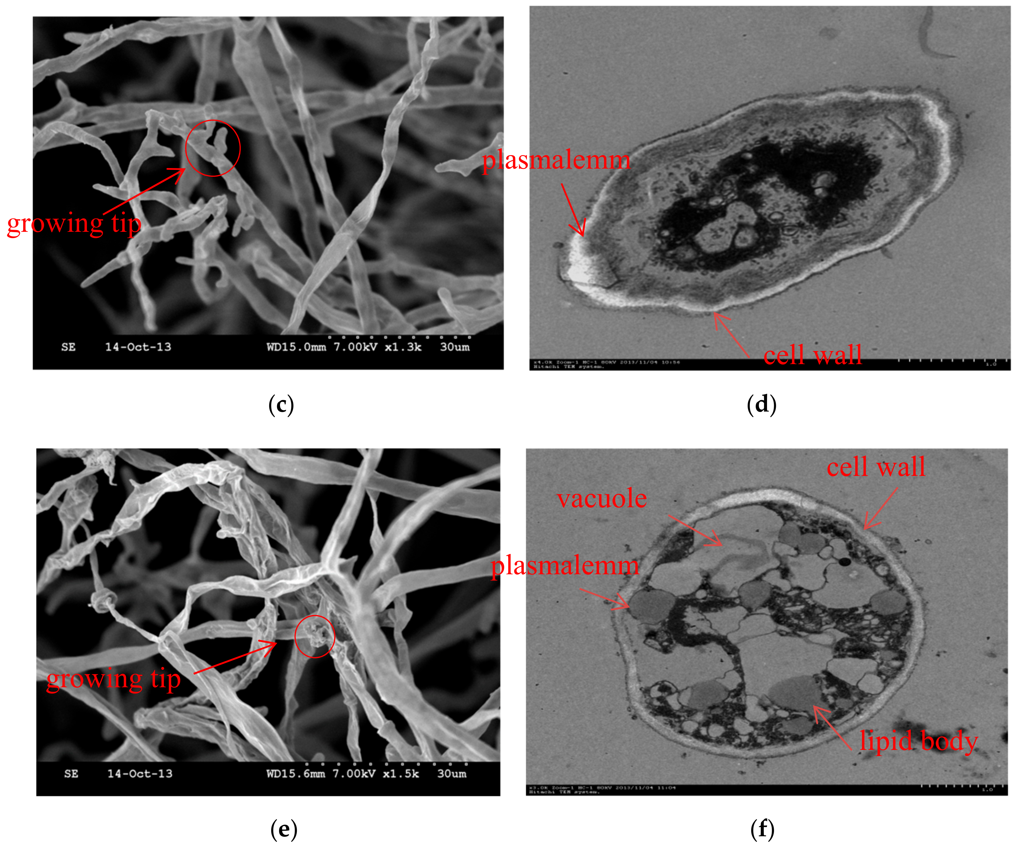 Molecules 24 04300 g005b