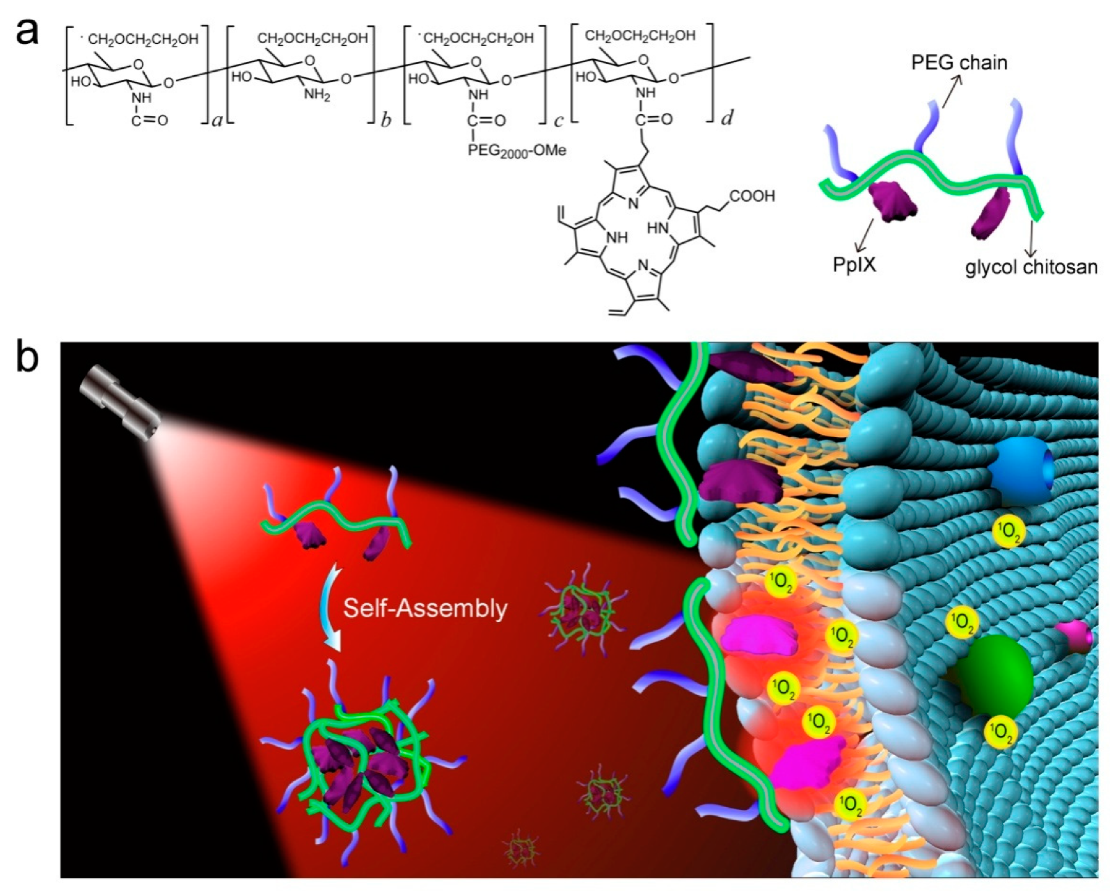Molecules 24 04371 g004