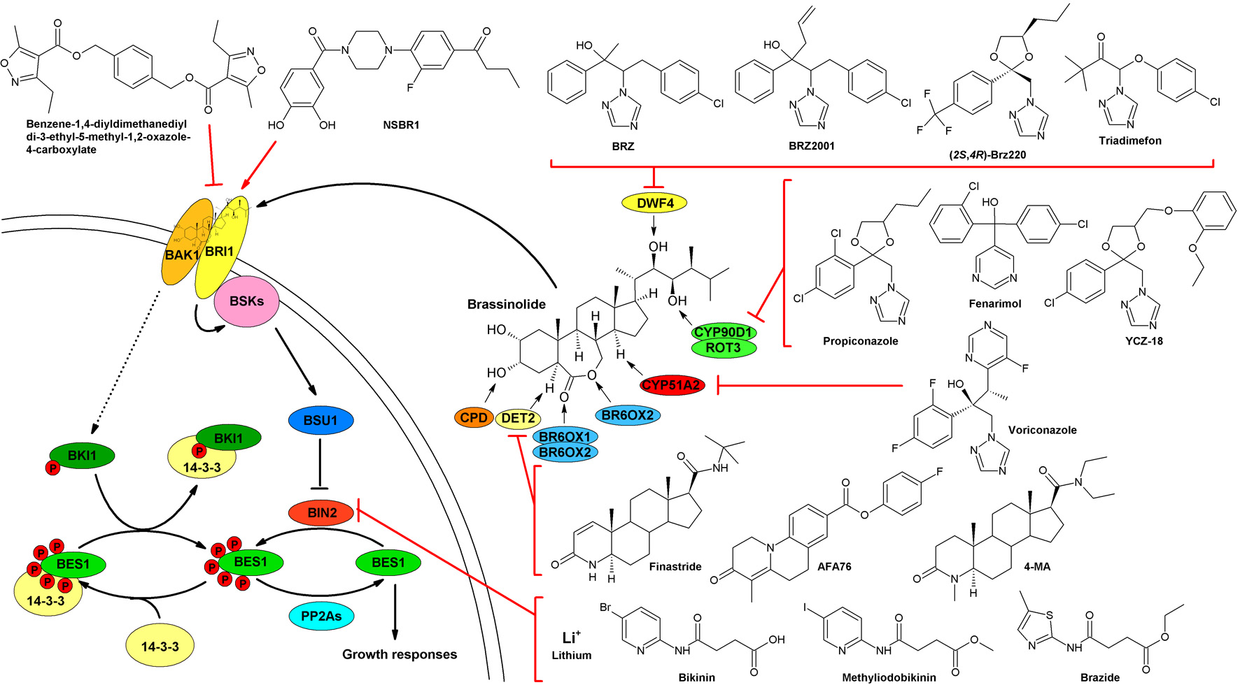 Molecules Free FullText Inhibitors of Brassinosteroid Biosynthesis and Signal Transduction