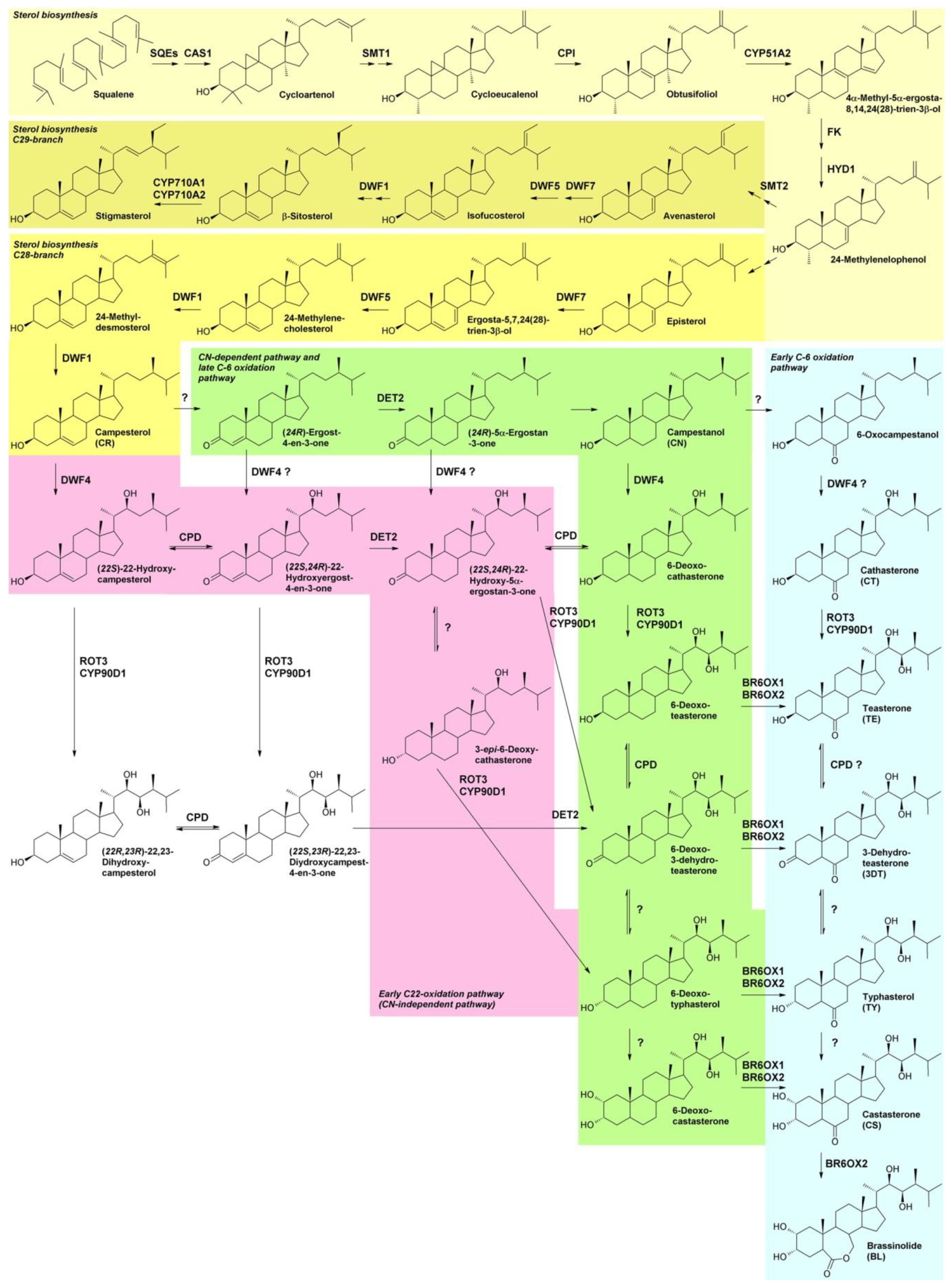 Molecules Free FullText Inhibitors of Brassinosteroid Biosynthesis
