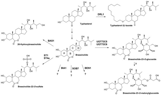 Molecules | Free Full-Text | Inhibitors of Brassinosteroid 