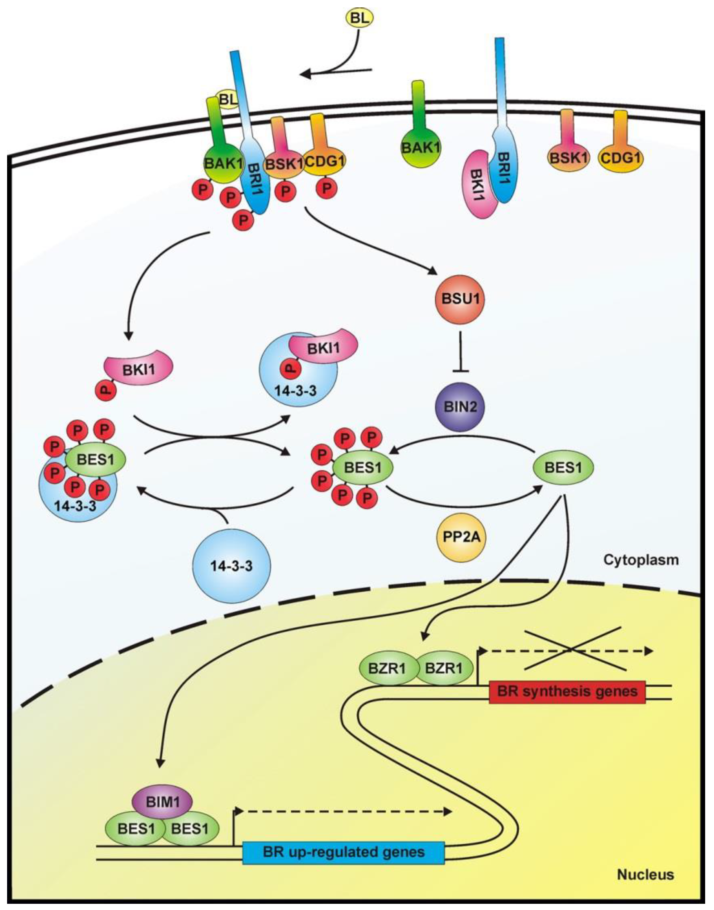 Molecules Free FullText Inhibitors of Brassinosteroid Biosynthesis and Signal Transduction