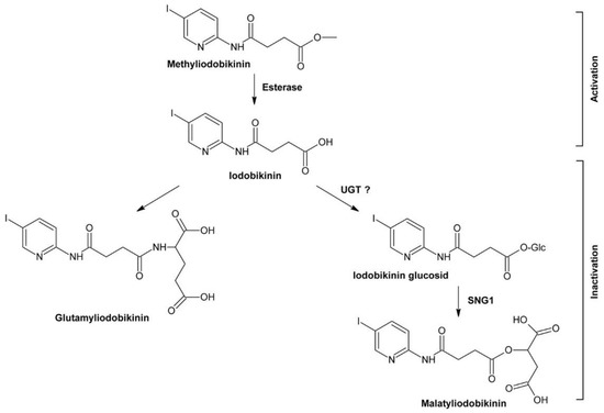 Inhibitors of Brassinosteroid Biosynthesis and Signal Transduction