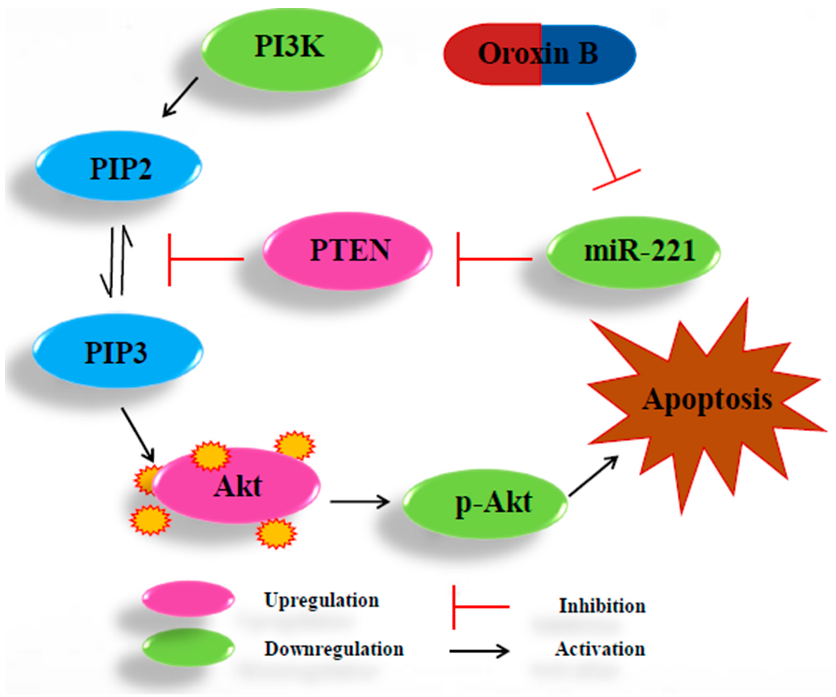 Relations between people are regulated. Белок PTEN. Pi3k/Akt. Мутации Гена PTEN. Extracellular PTEN intracellular pip2 pip3 pi3k Akt foxo apoptosis.