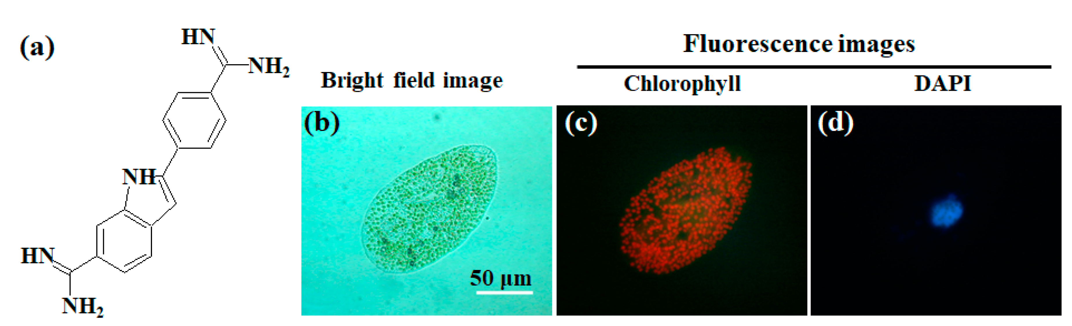 Molecules 24 04441 g004