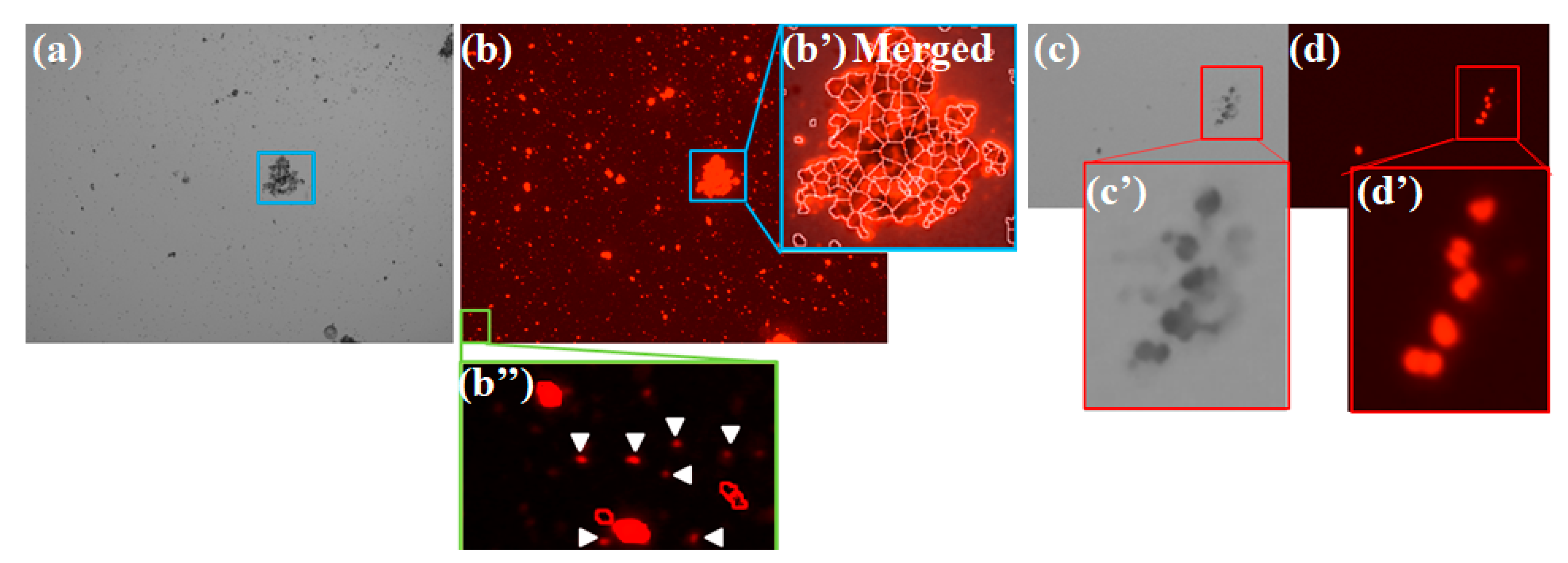 Molecules 24 04441 g011