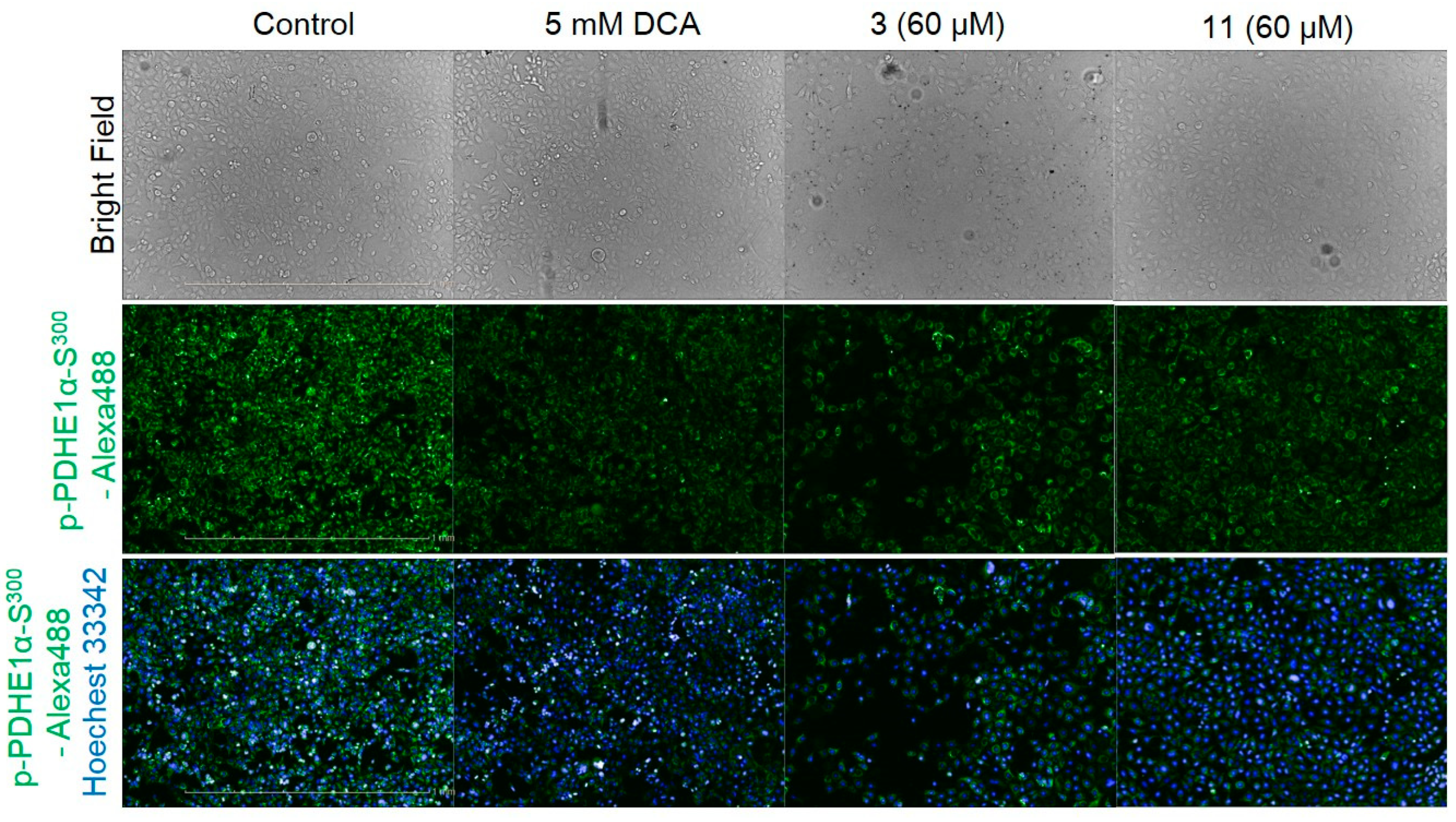 Molecules 24 04450 g003