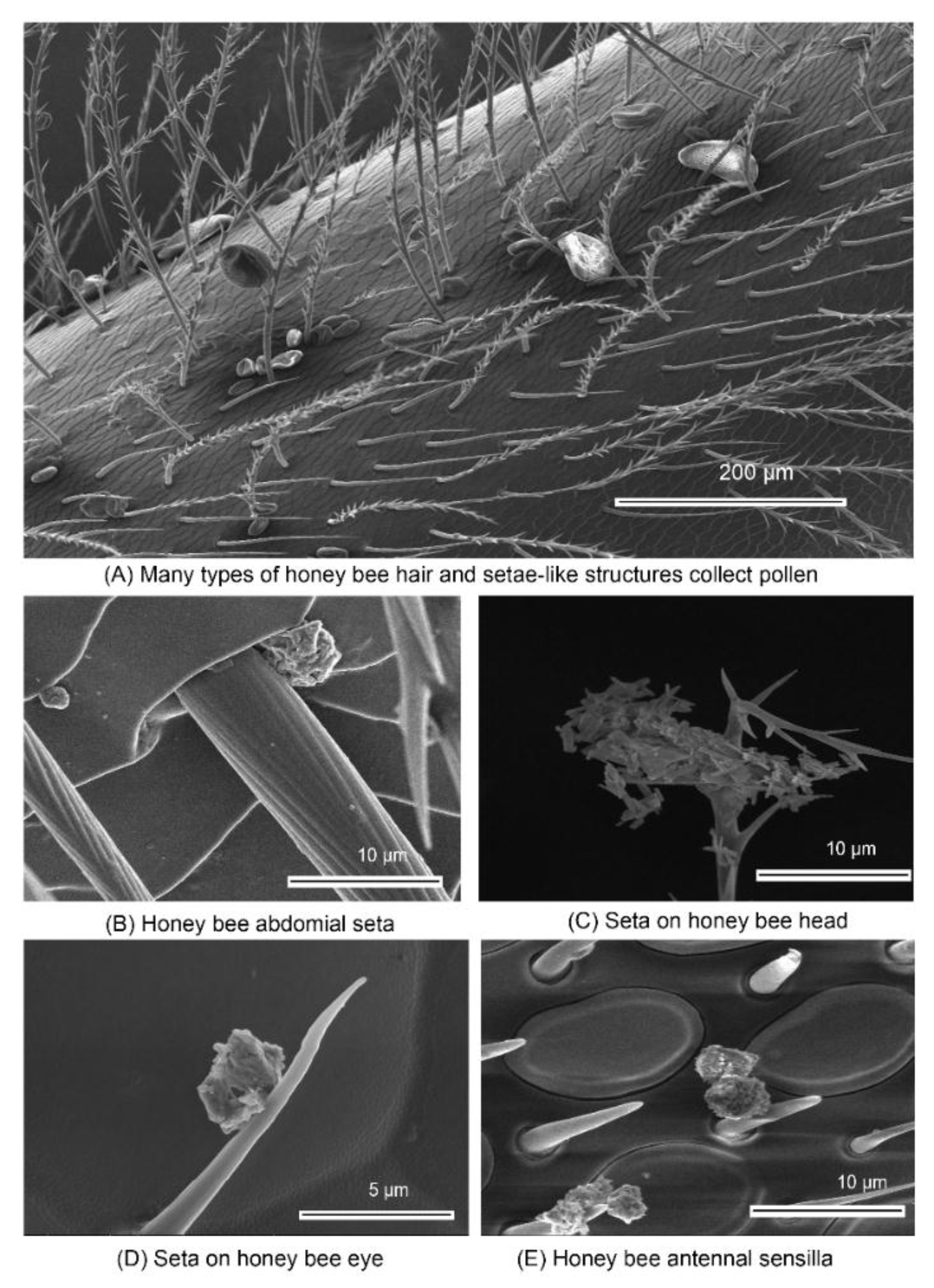 Molecules 24 04458 g003