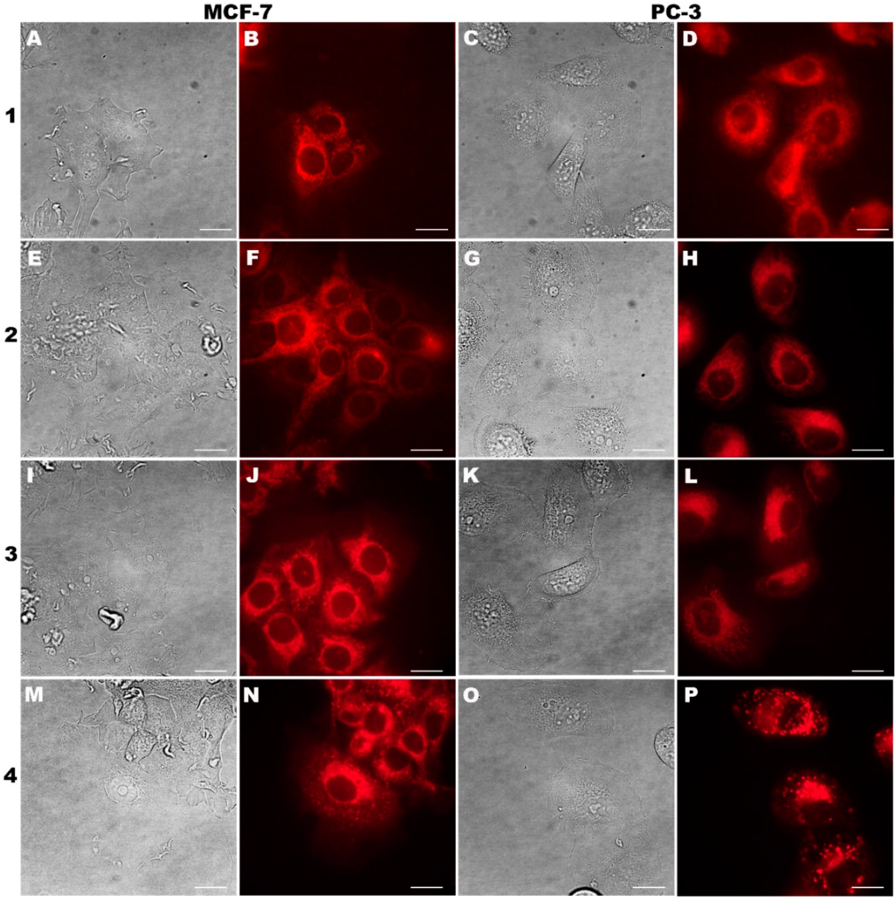 Molecules 24 04477 g002 Molecules 24 04477 g002