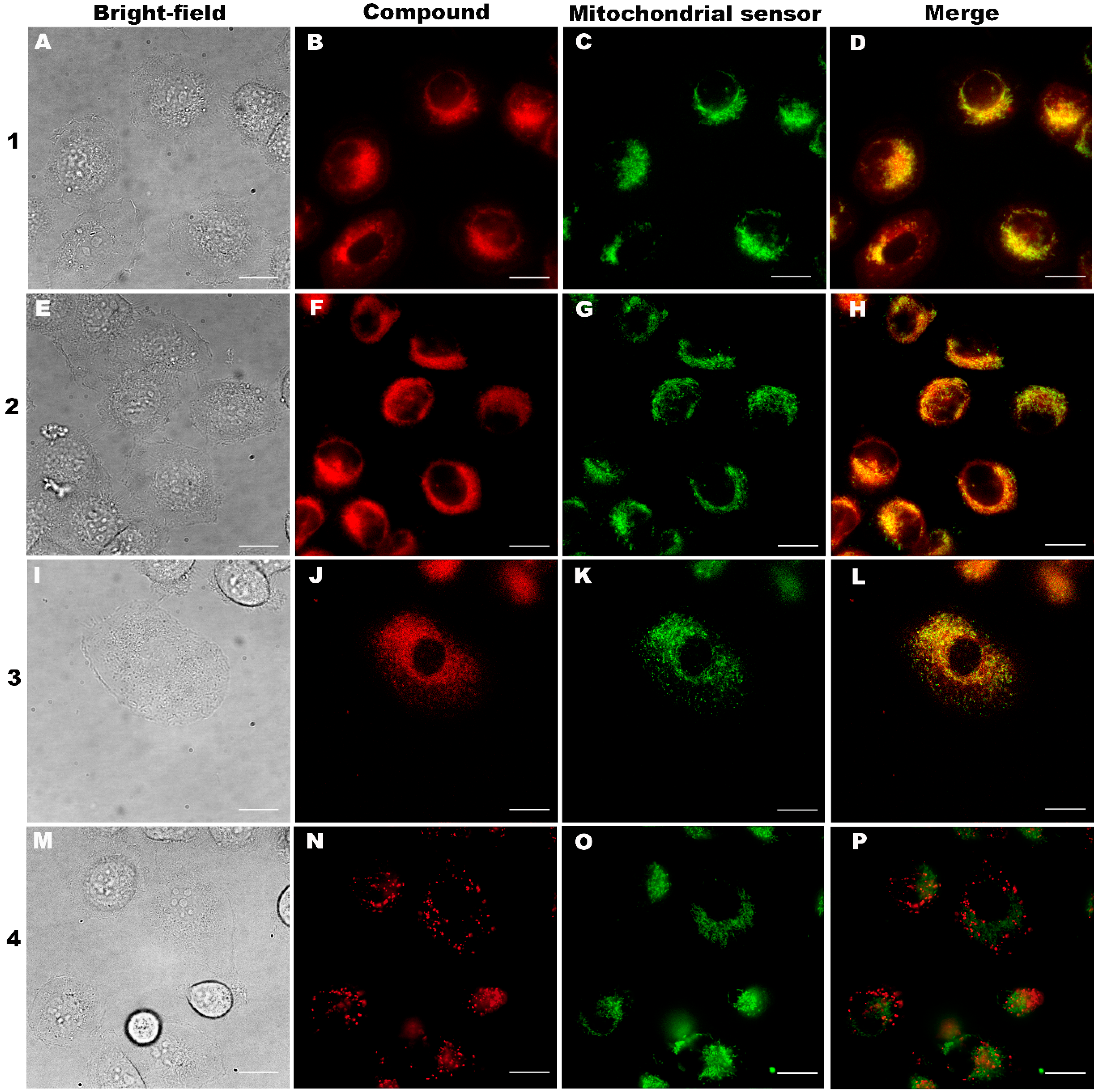 Molecules 24 04477 g004 Molecules 24 04477 g004