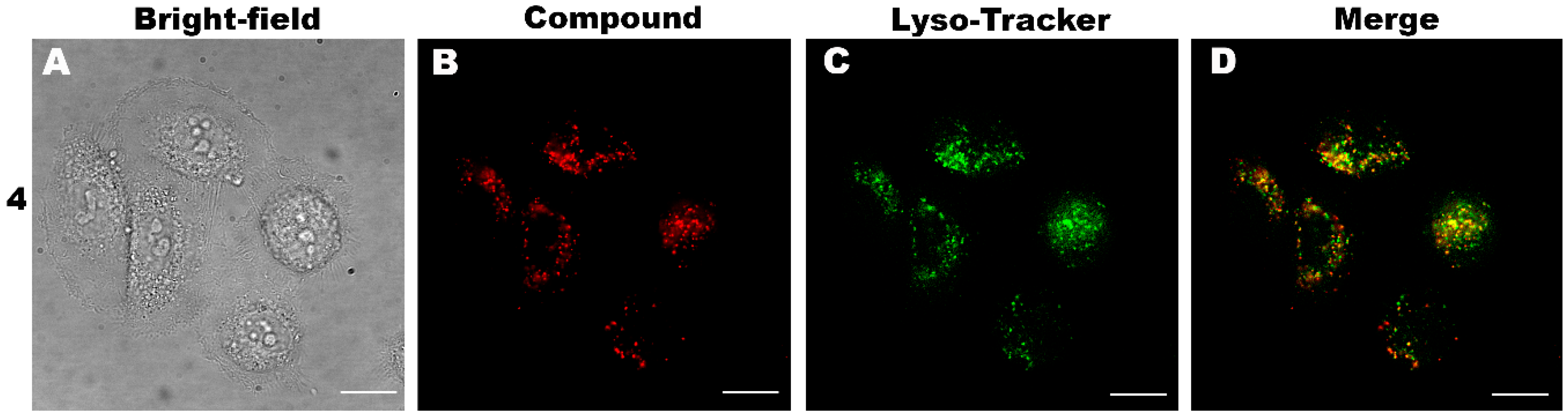 Molecules 24 04477 g005 Molecules 24 04477 g005