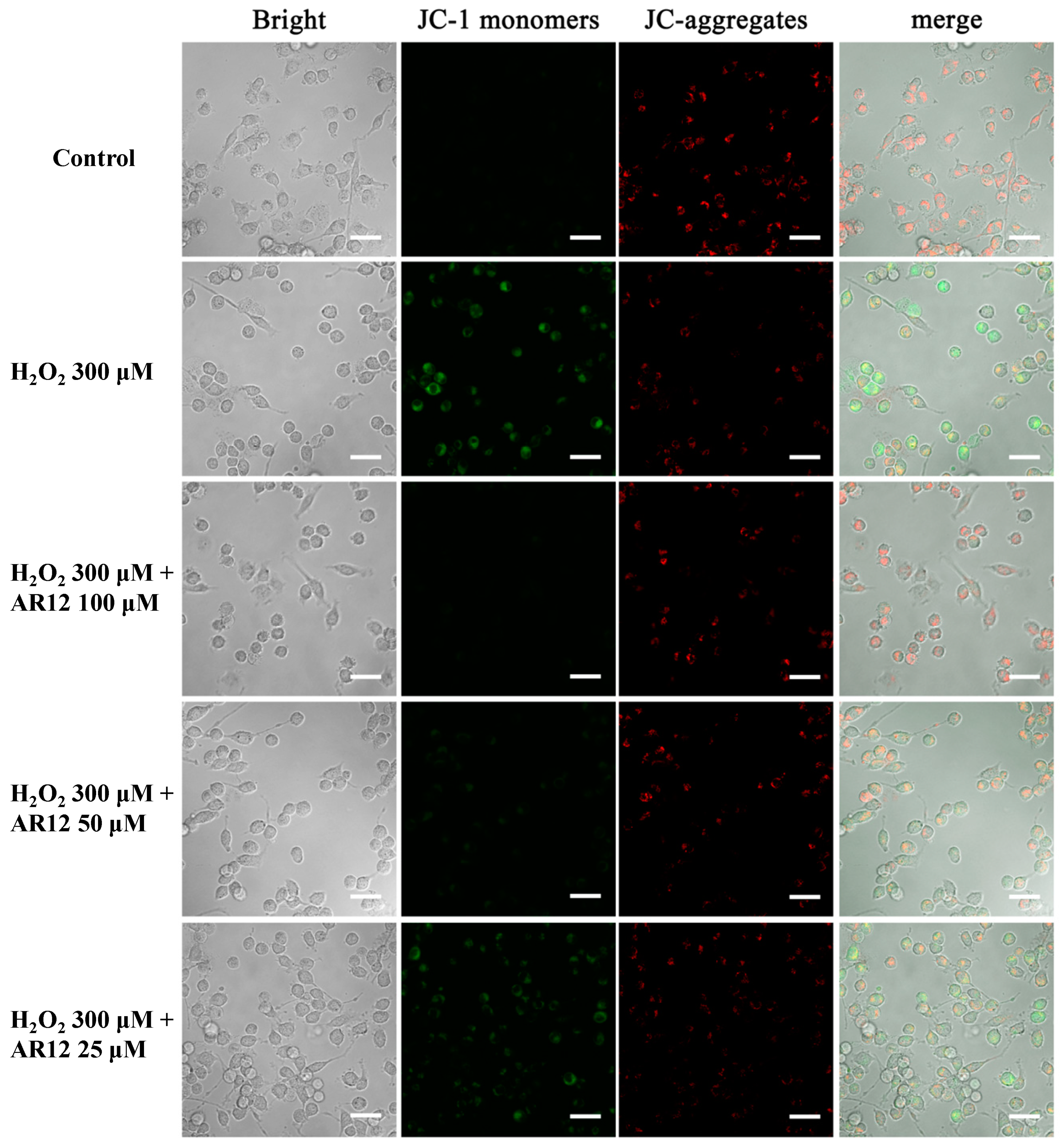 Molecules 24 04486 g007
