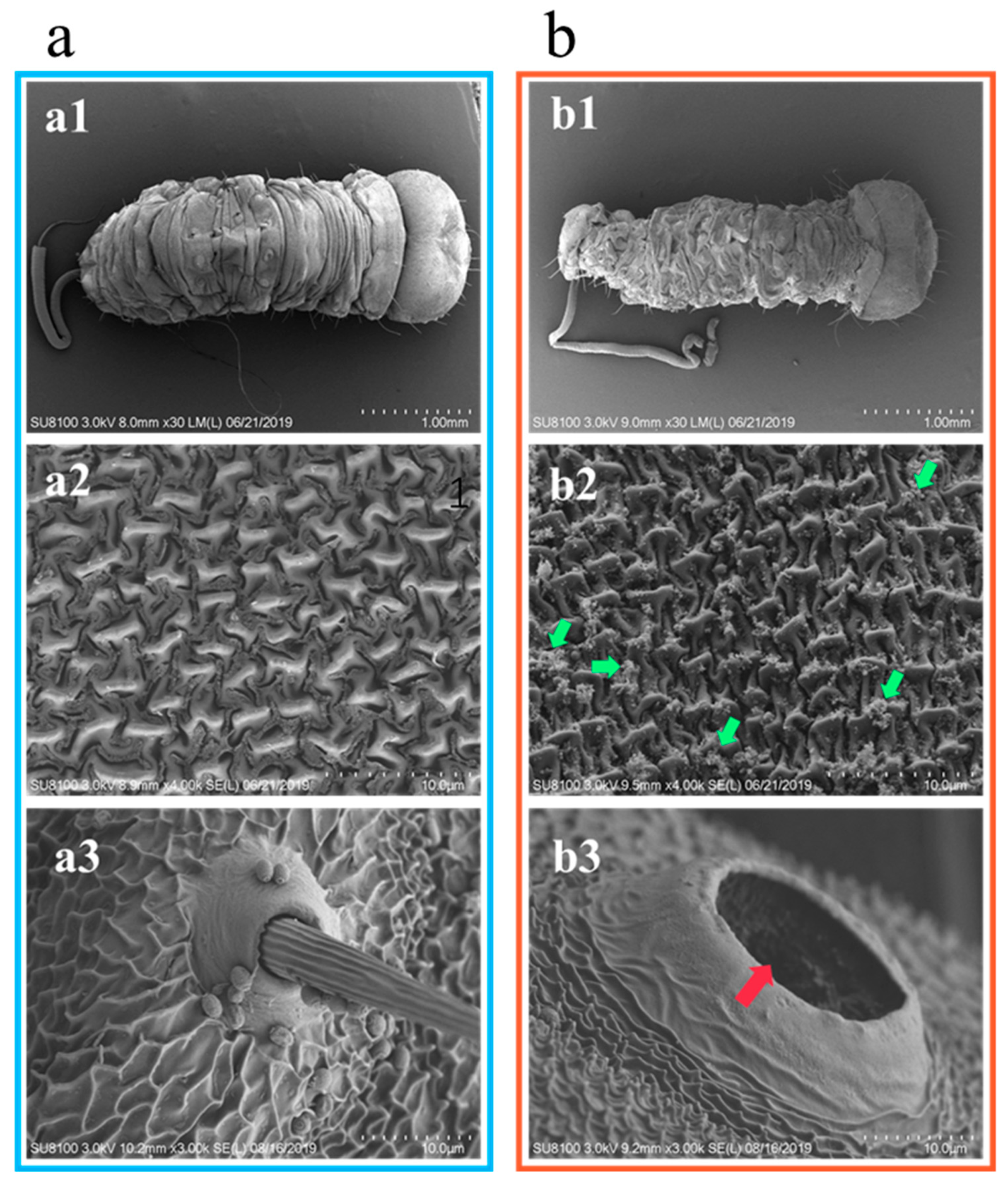 Molecules 24 04518 g003