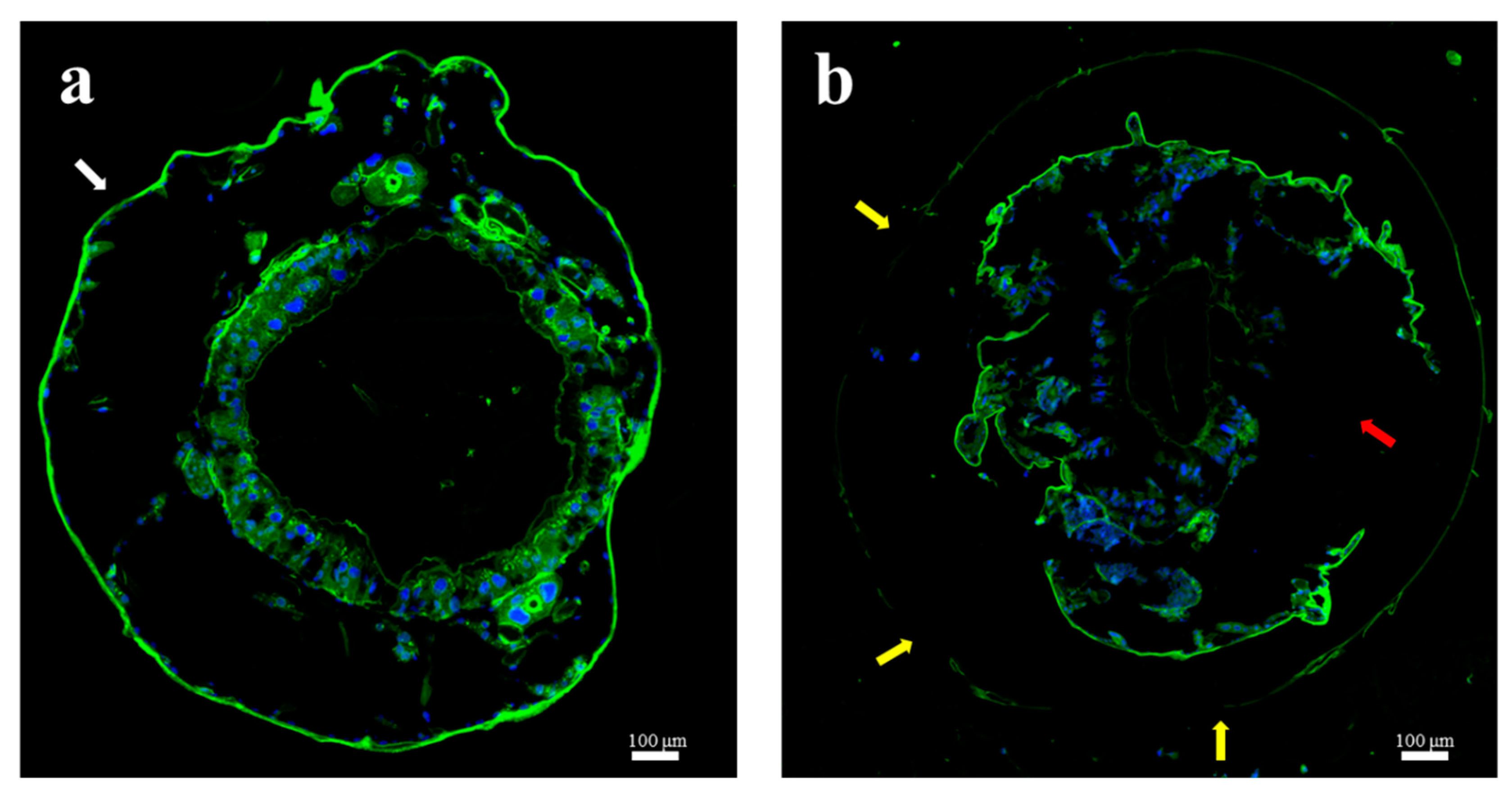 Molecules 24 04518 g004
