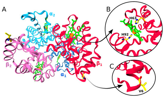 Molecules Free Full Text Rational Drug Design Of Peptide Based Therapies For Sickle Cell Disease Html