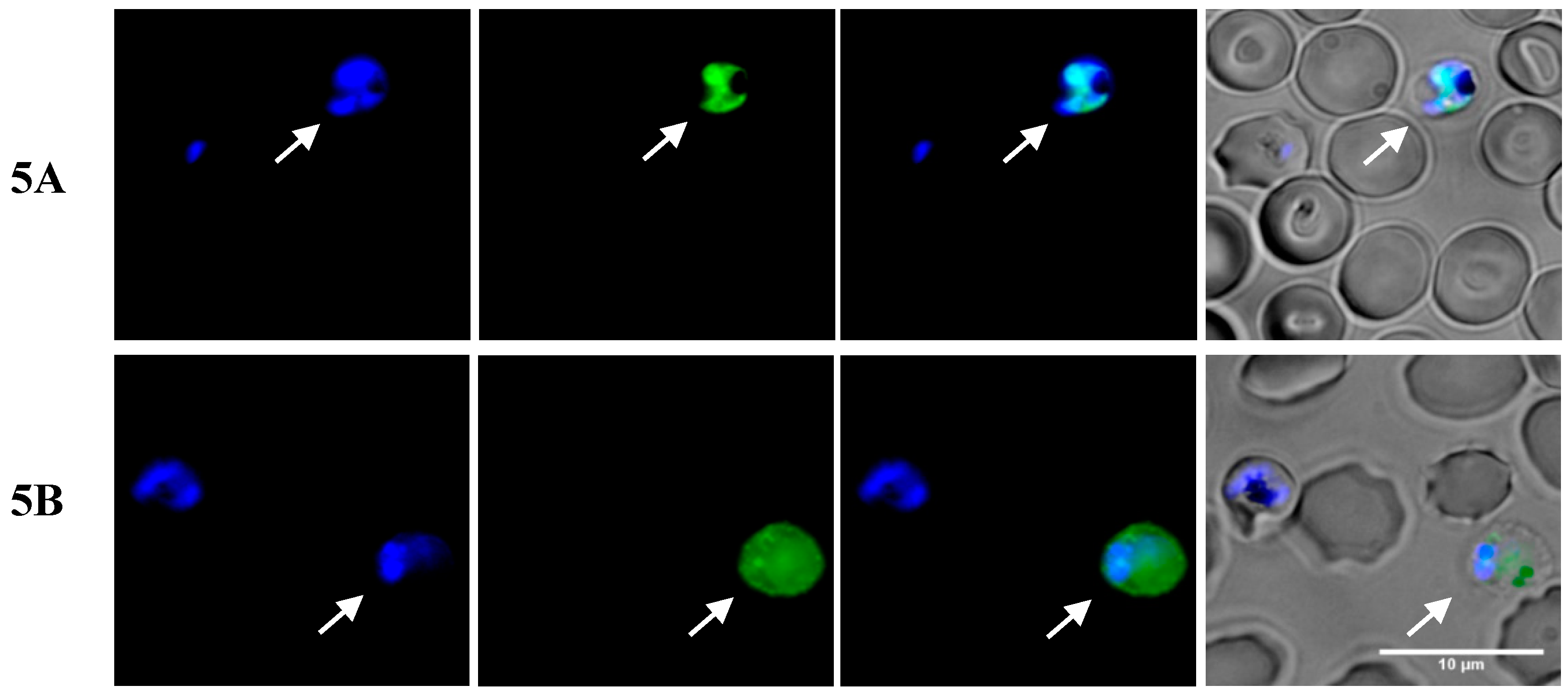Molecules 24 04559 g005