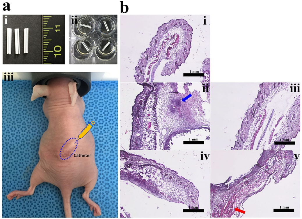 Molecules 24 04560 g006