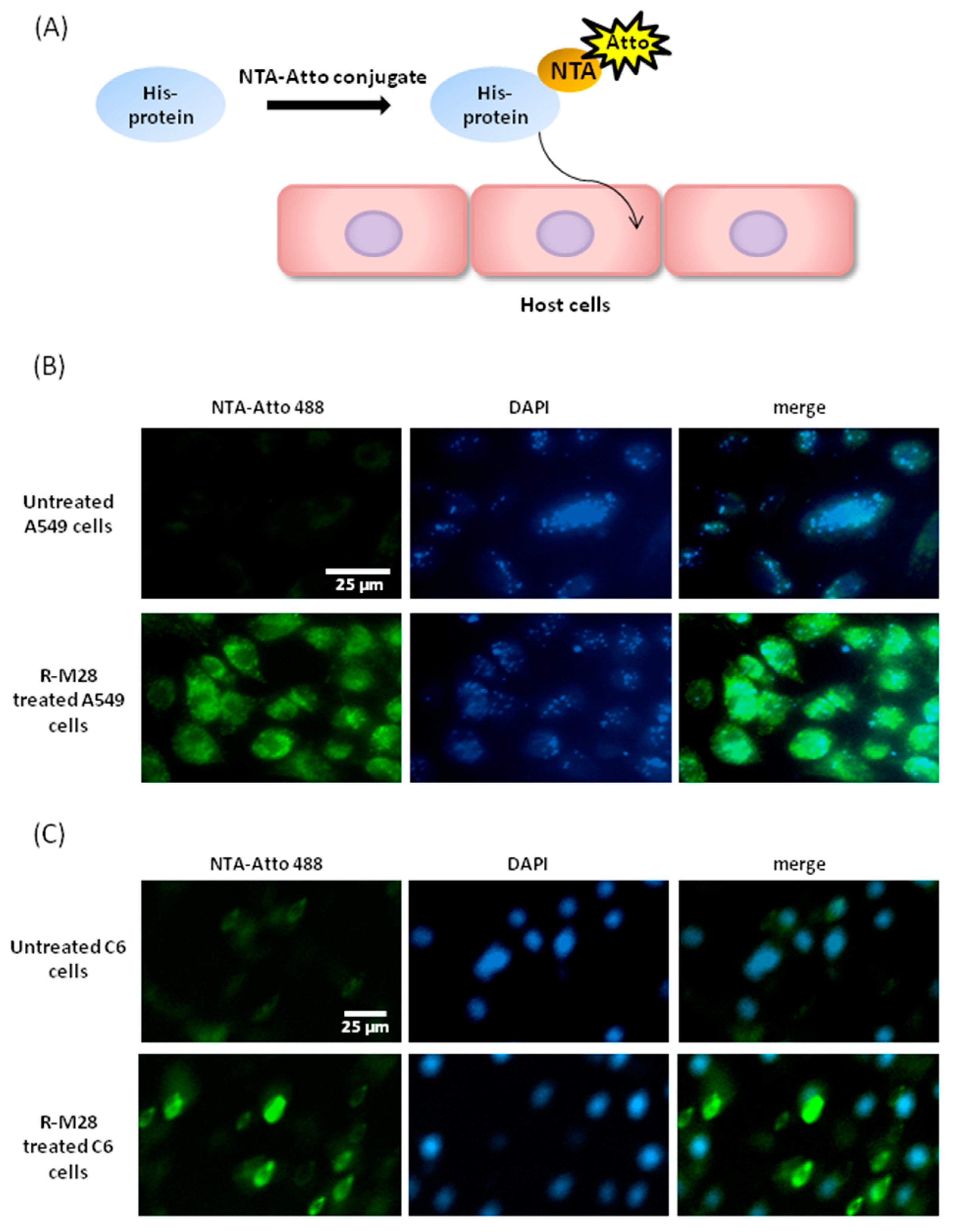 Molecules 24 04573 g003