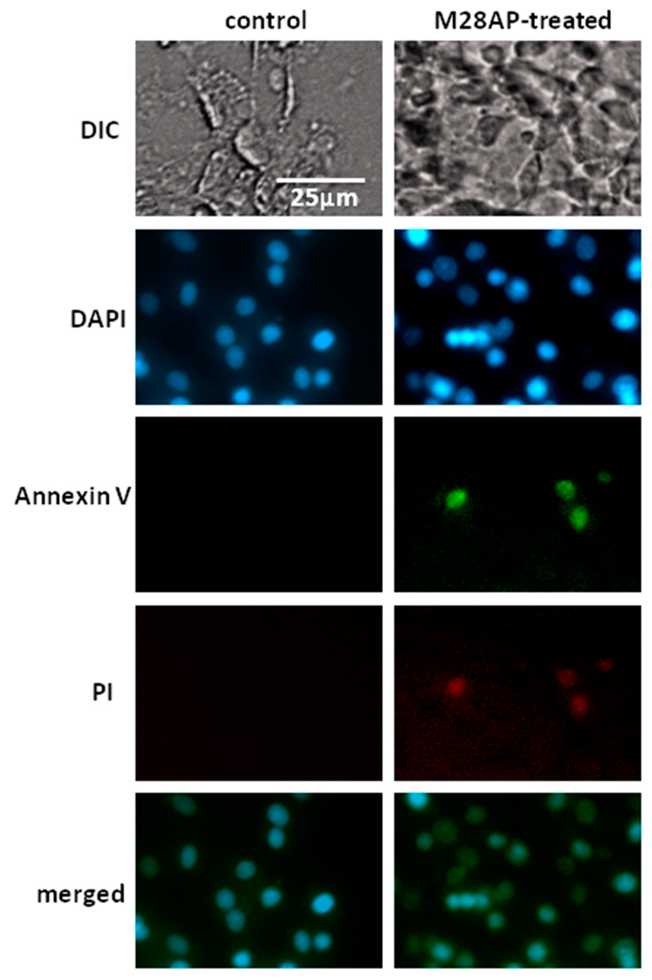 Molecules 24 04573 g004