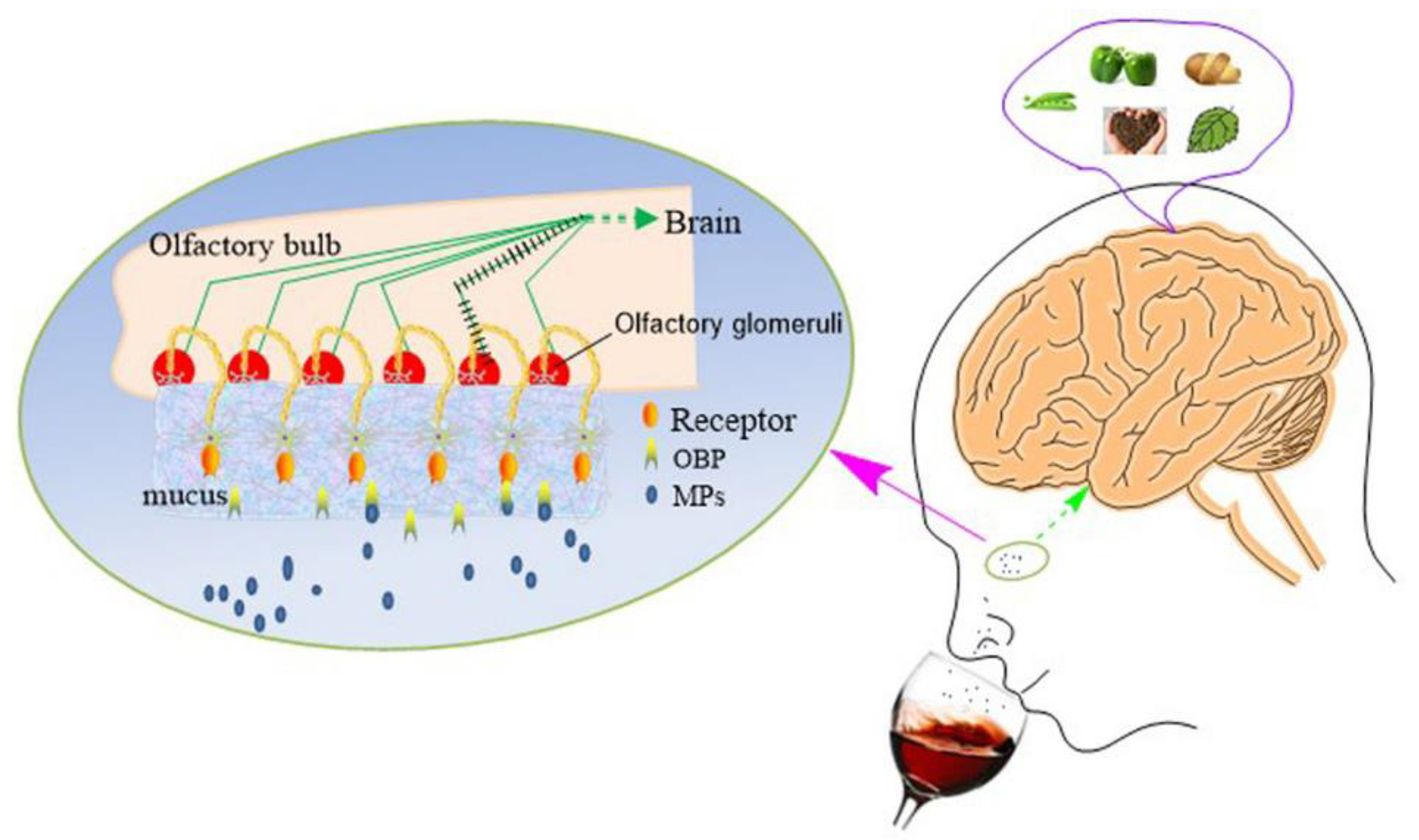 Molecules 24 04598 g003