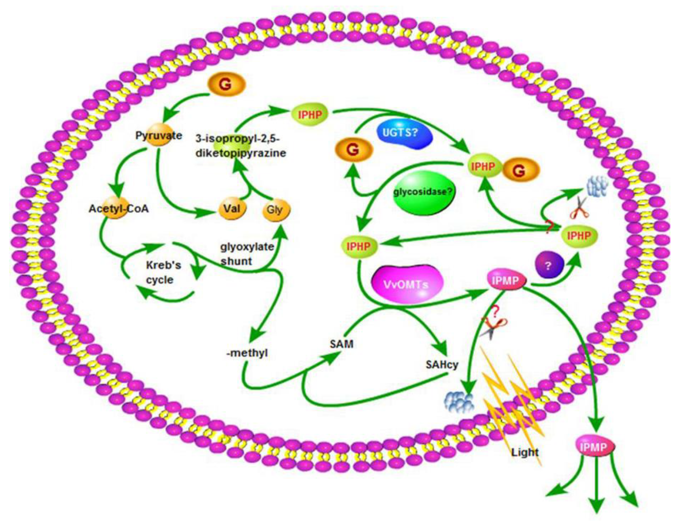 Molecules 24 04598 g005