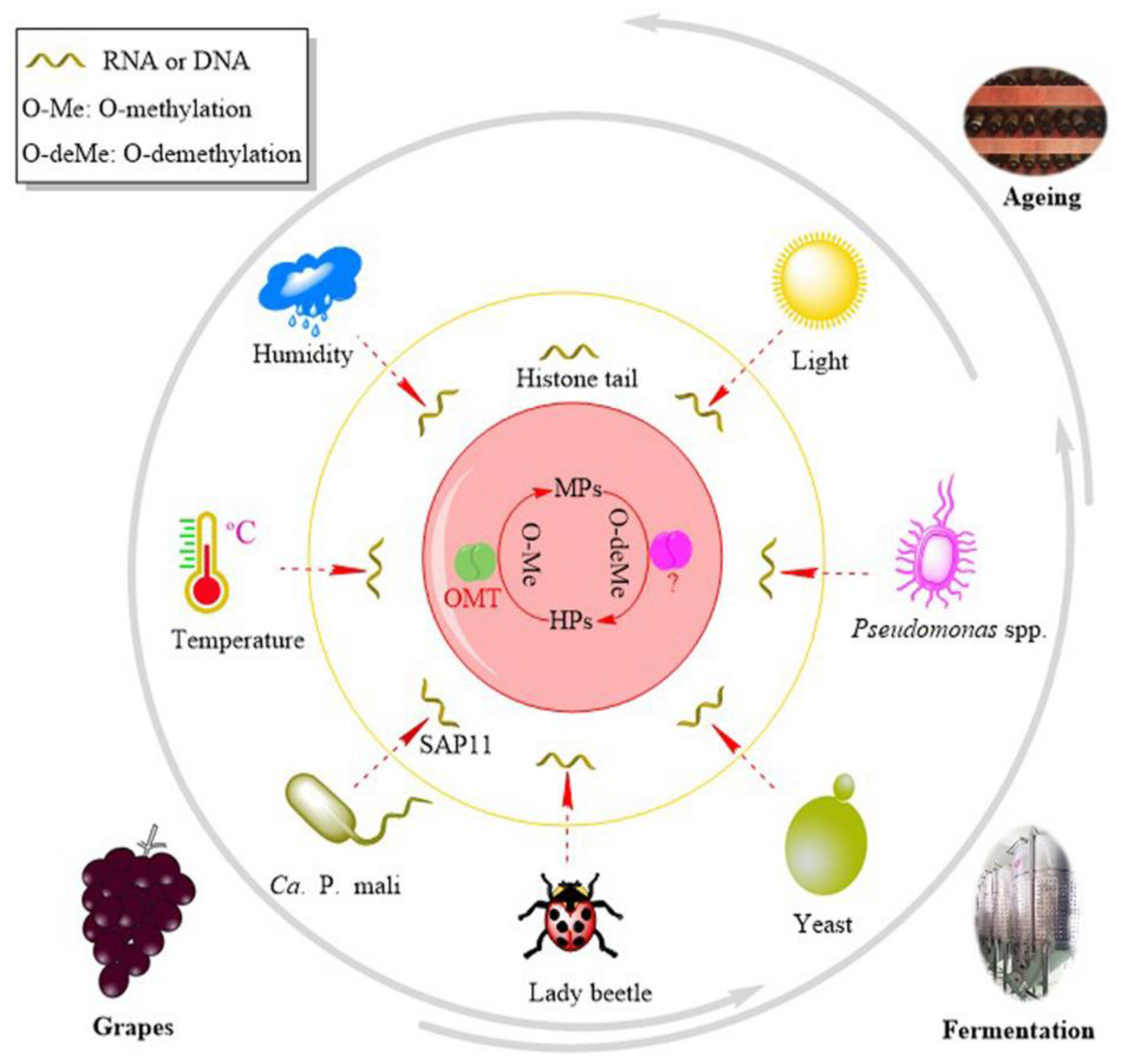 Molecules 24 04598 g007