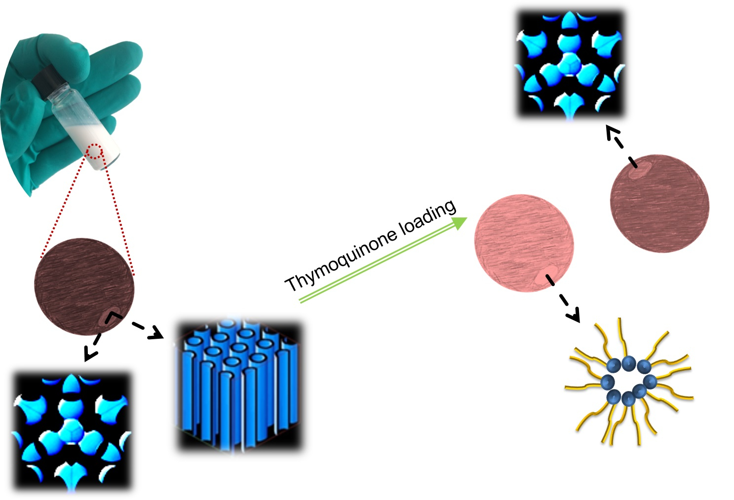 Molecules Free FullText NonLamellar Liquid Crystalline