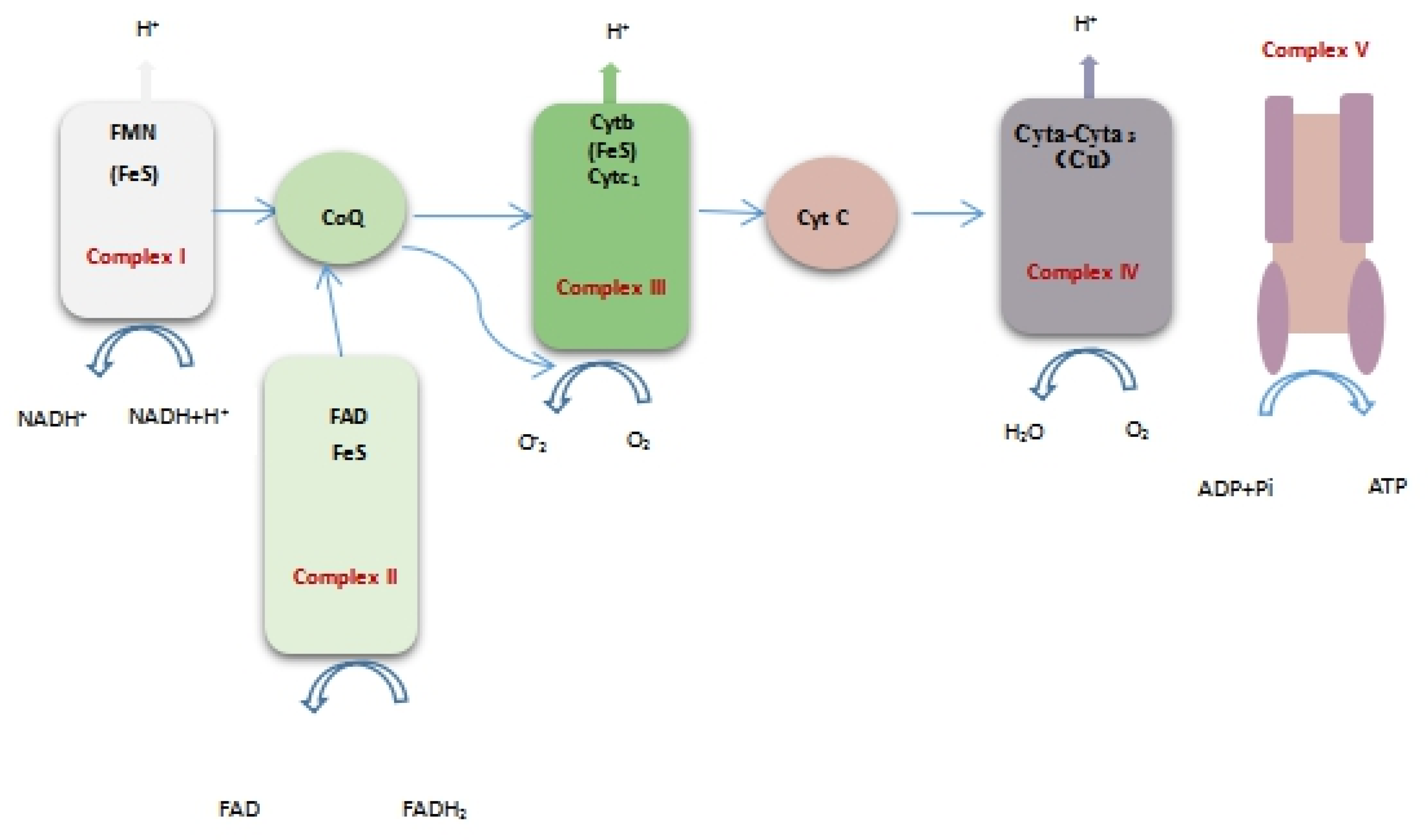 Molecules 25 00033 g008 Molecules 25 00033 g008