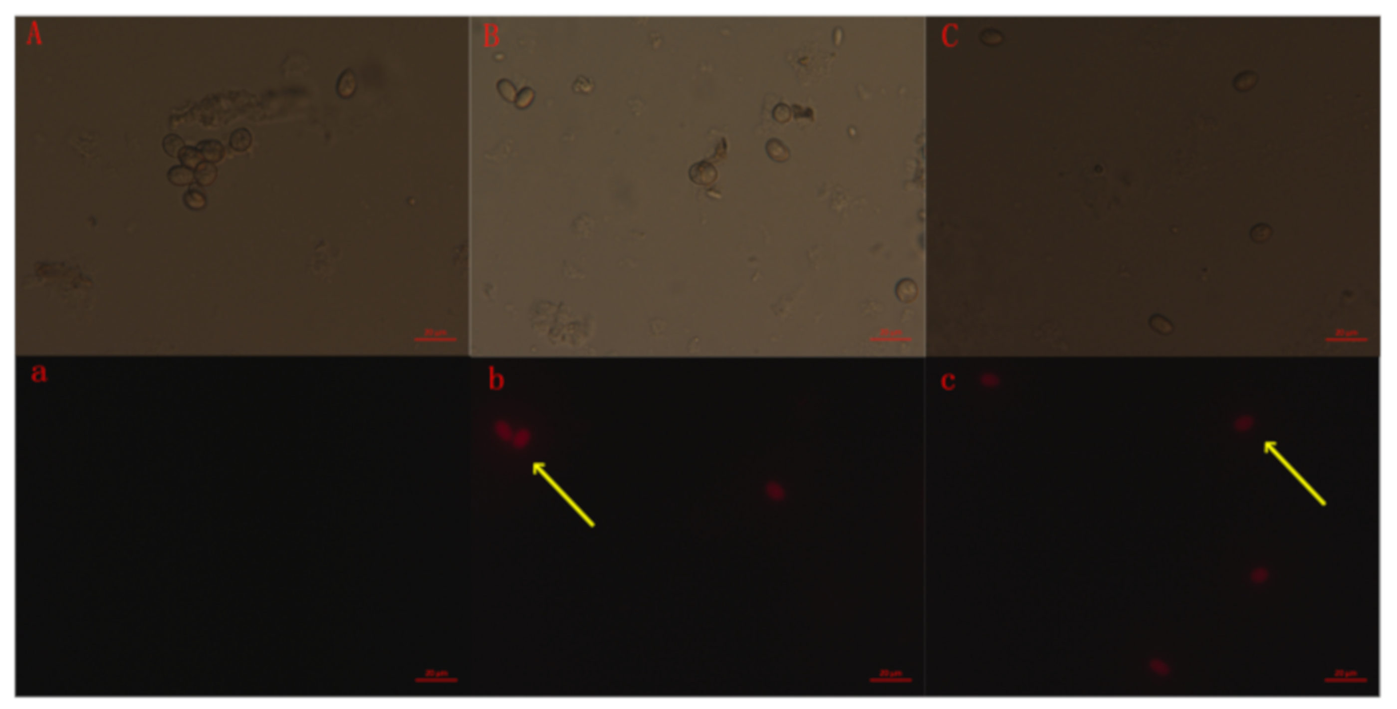 Molecules 25 00094 g006