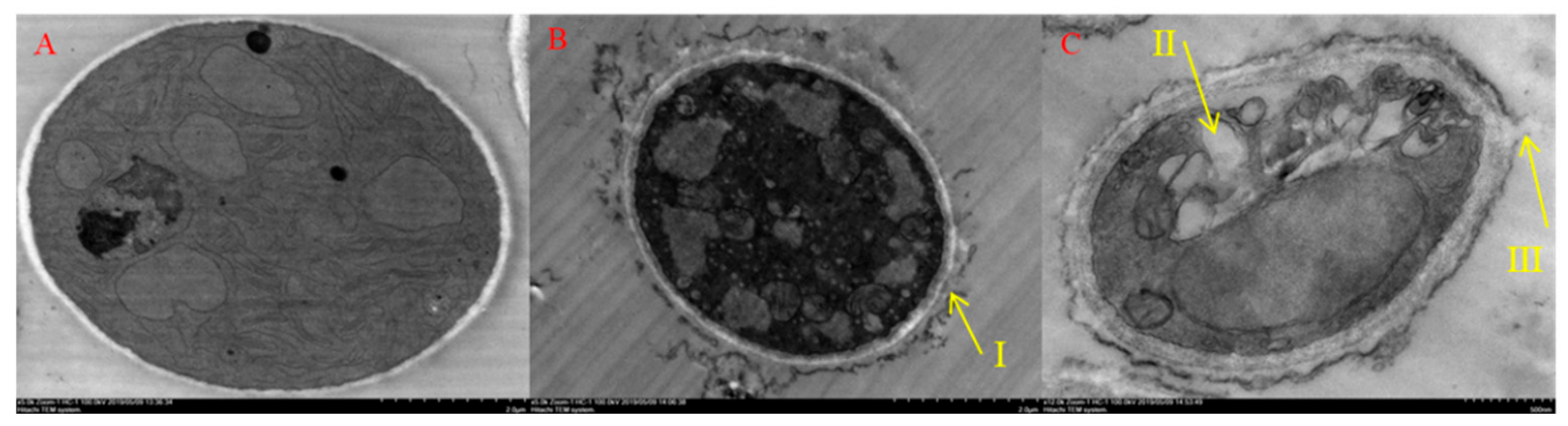 Molecules 25 00094 g008