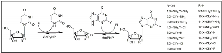 Molecules 25 00100 i002