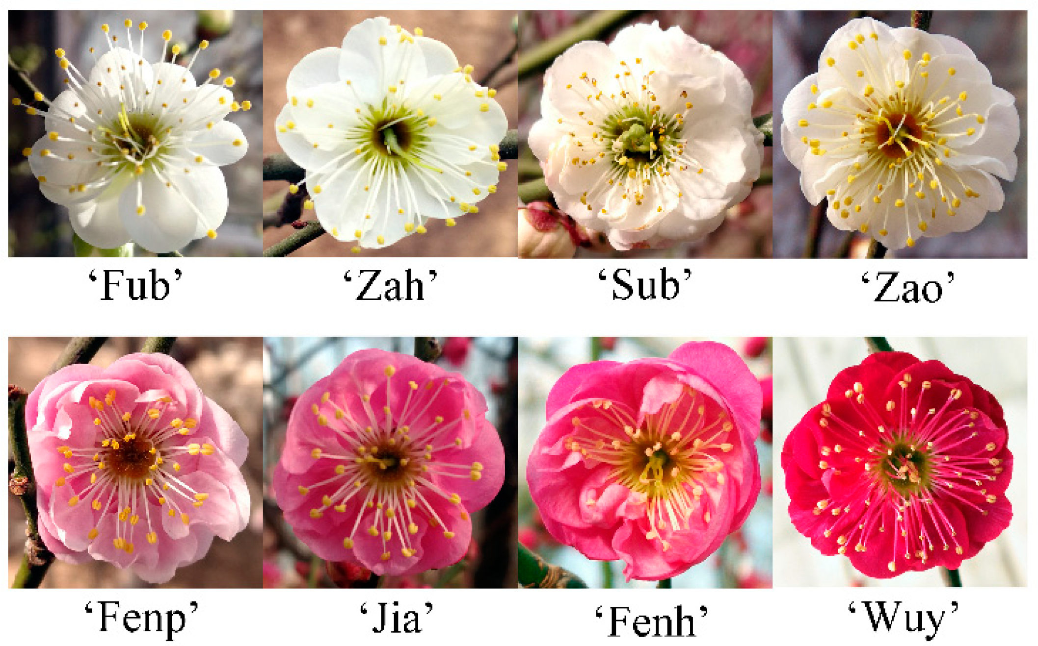 Molecules Free FullText A Comparative Analysis of Floral Scent