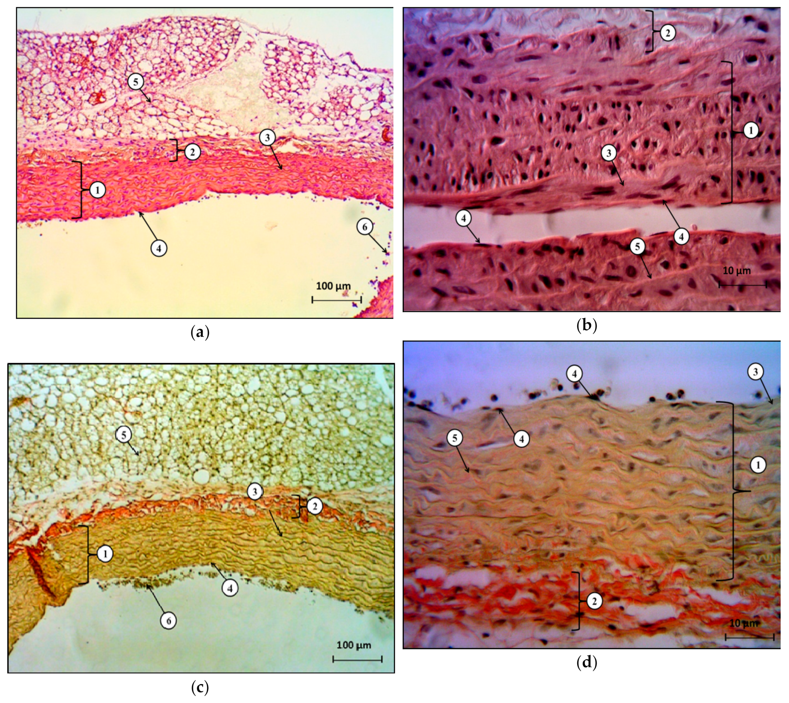 Molecules 25 00169 g004