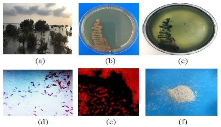Molecules 25 00179 g001 Molecules 25 00179 g001