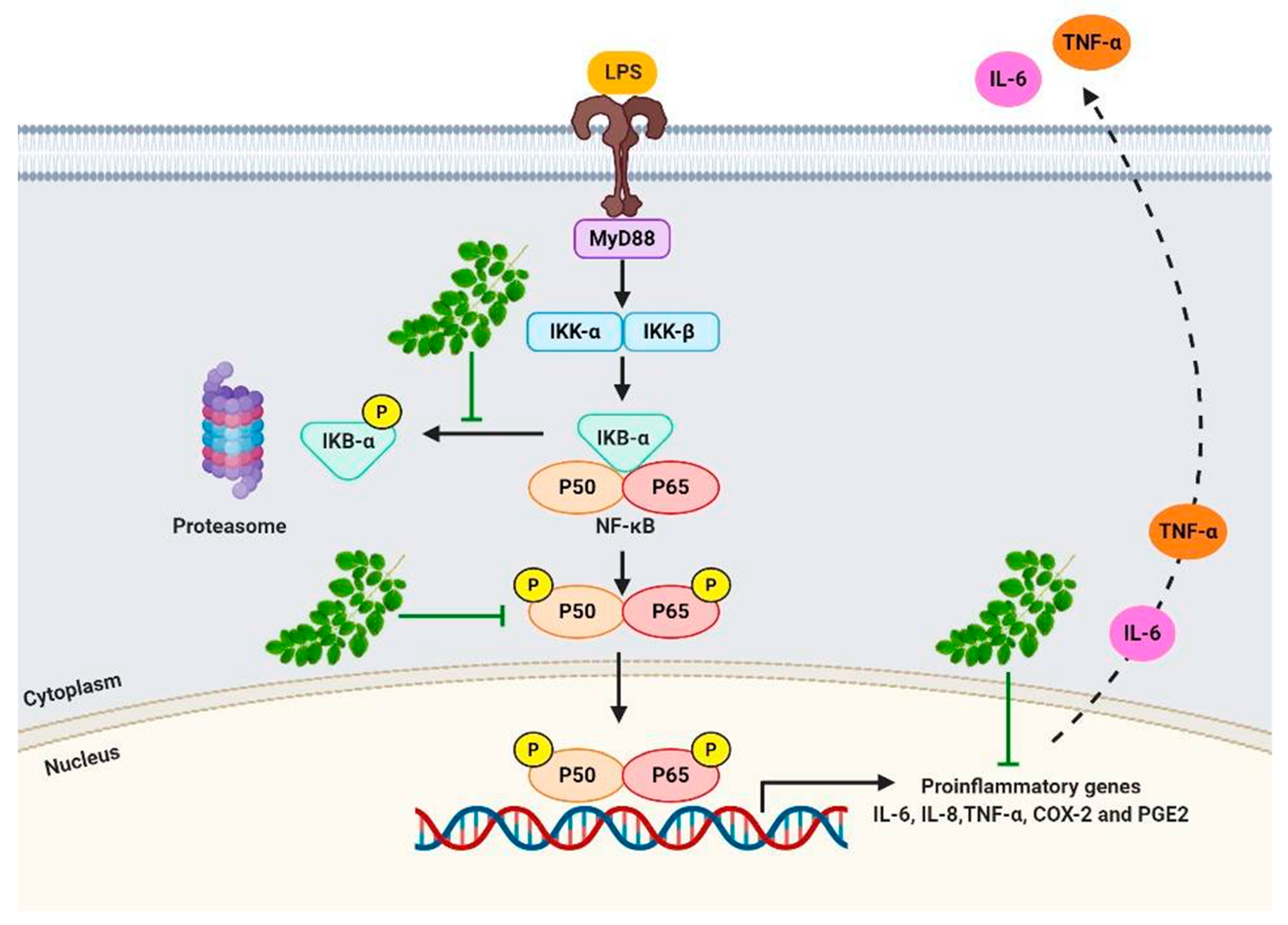 Molecules 25 00191 g007