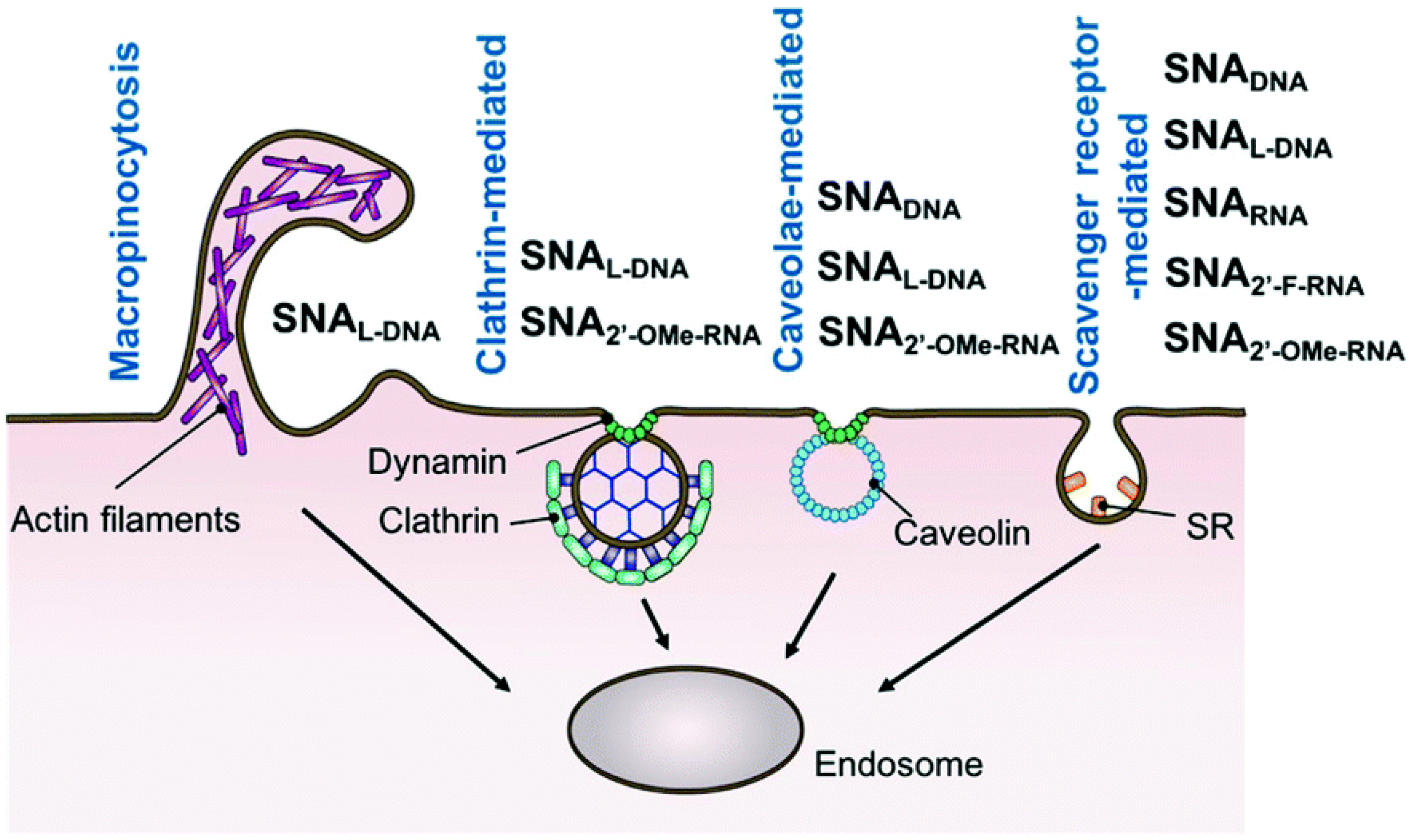 Molecules 25 00204 g007