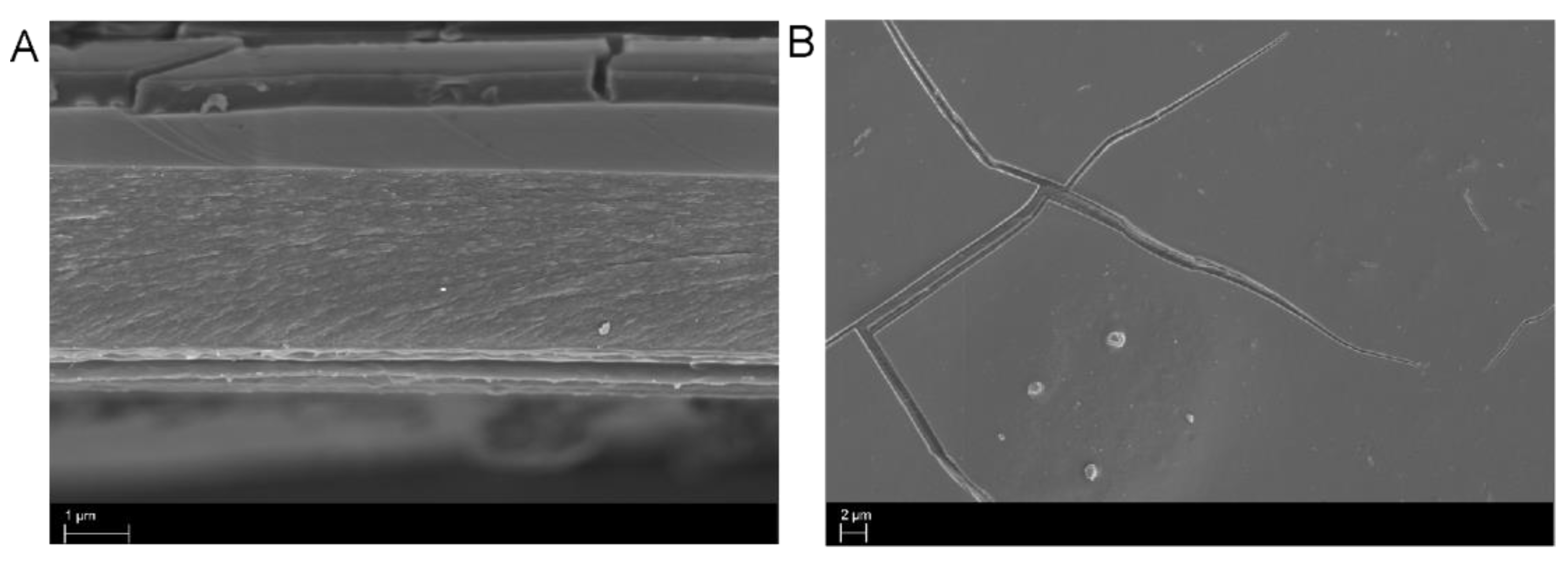 Molecules 25 00219 g005 Molecules 25 00219 g005