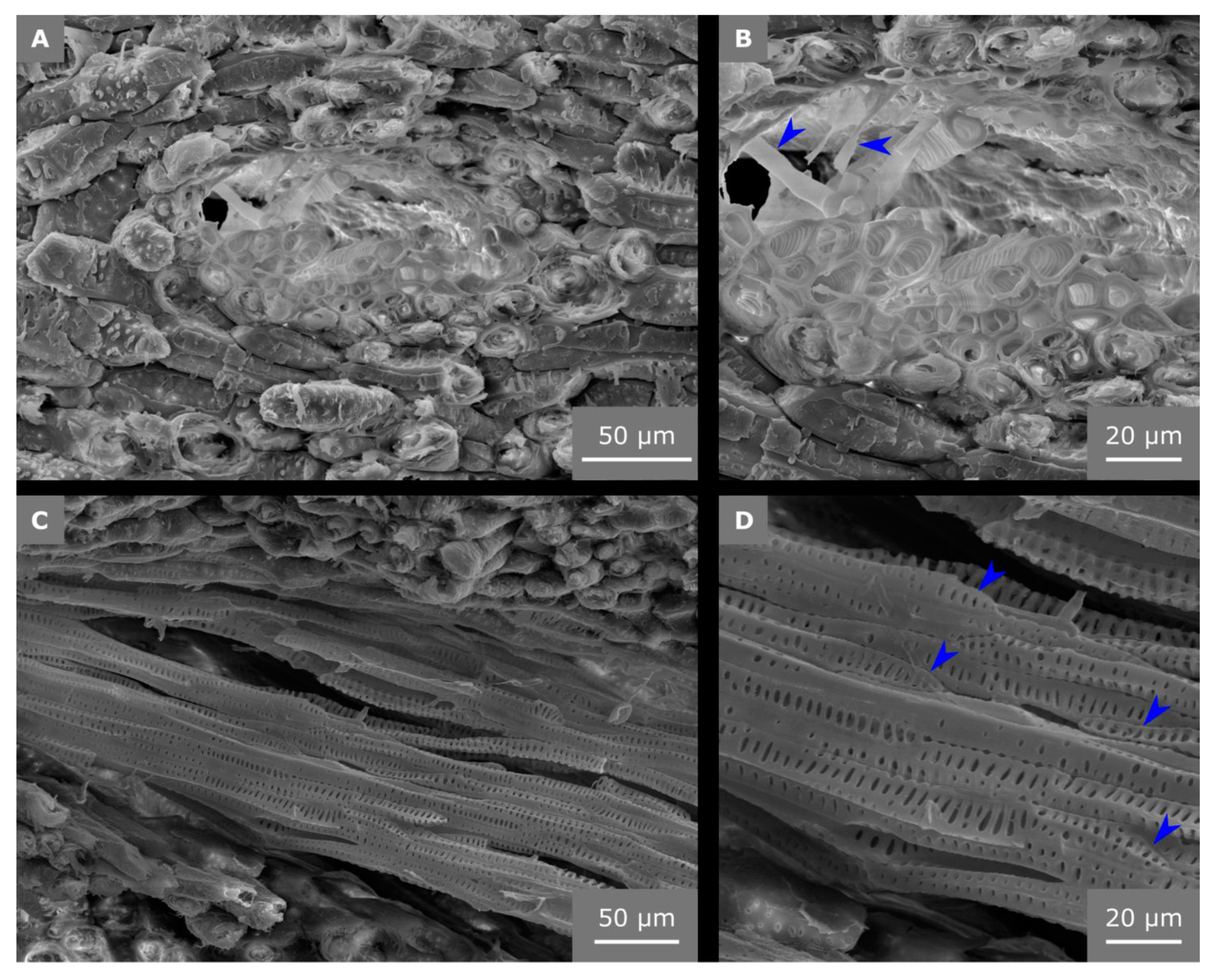 Molecules 25 00223 g006 Molecules 25 00223 g006