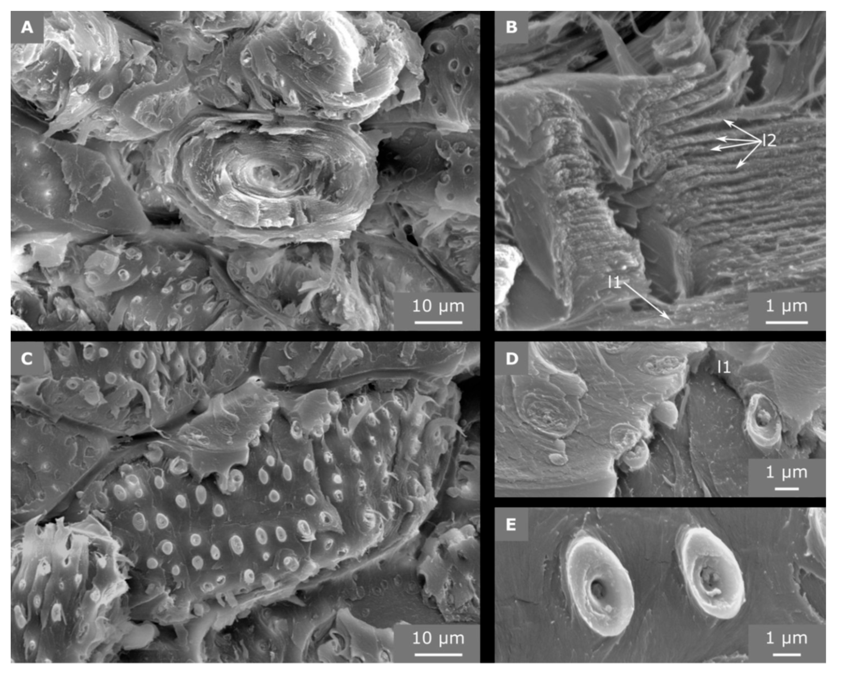 Molecules 25 00223 g007 Molecules 25 00223 g007