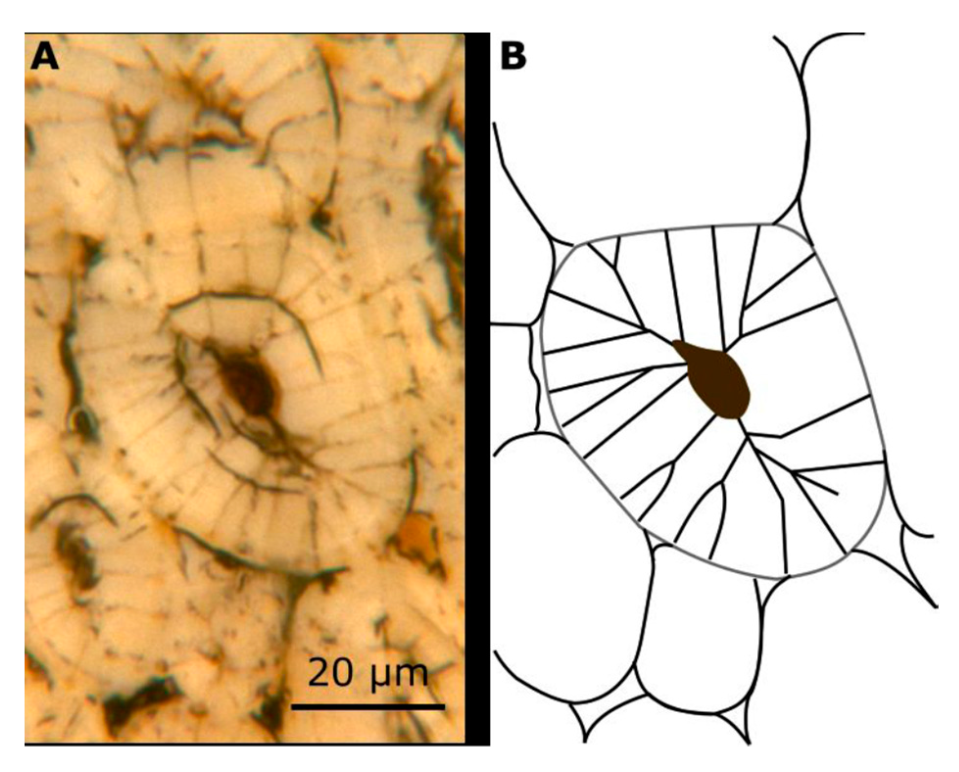 Molecules 25 00223 g008 Molecules 25 00223 g008