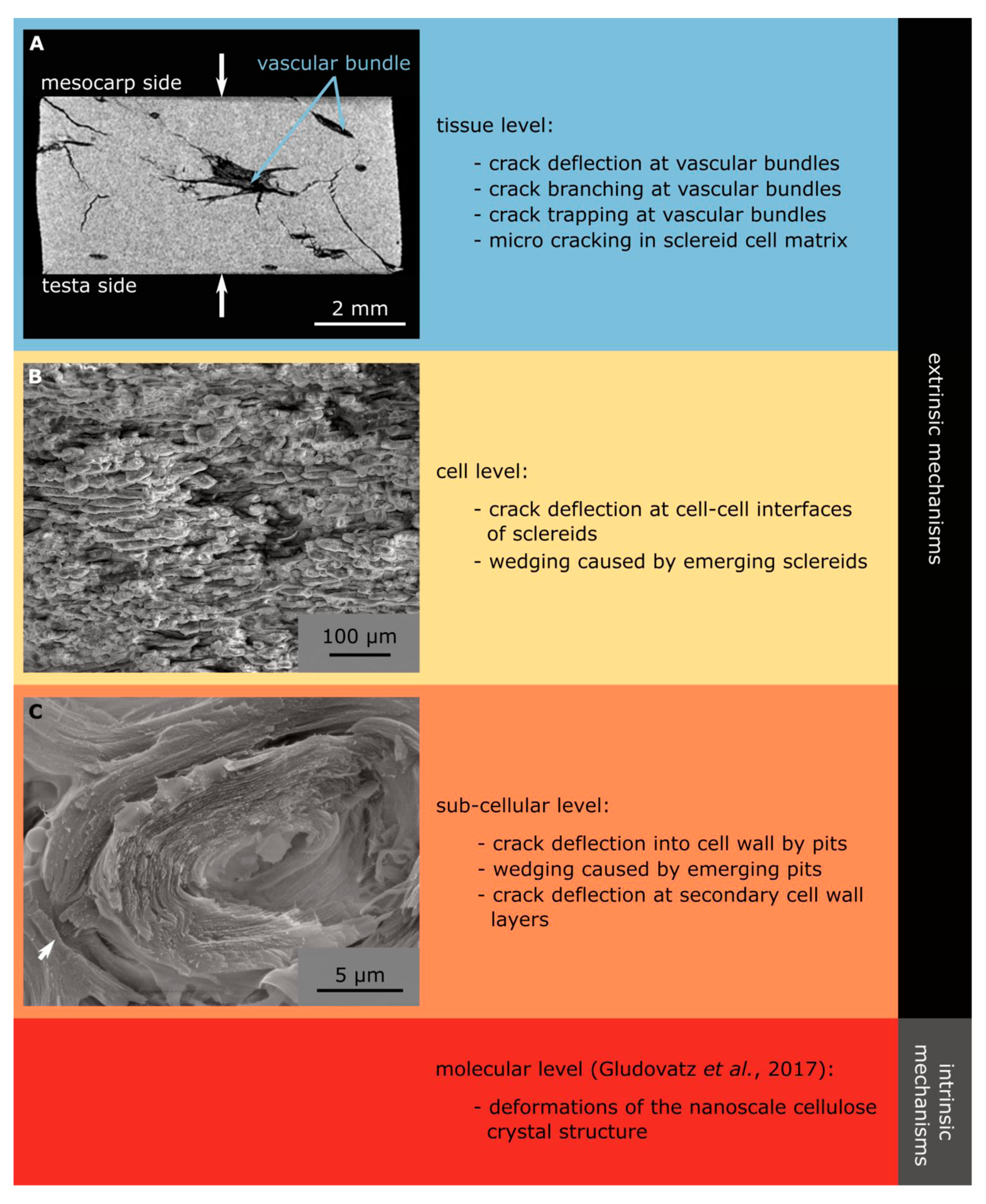 Molecules 25 00223 g010 Molecules 25 00223 g010